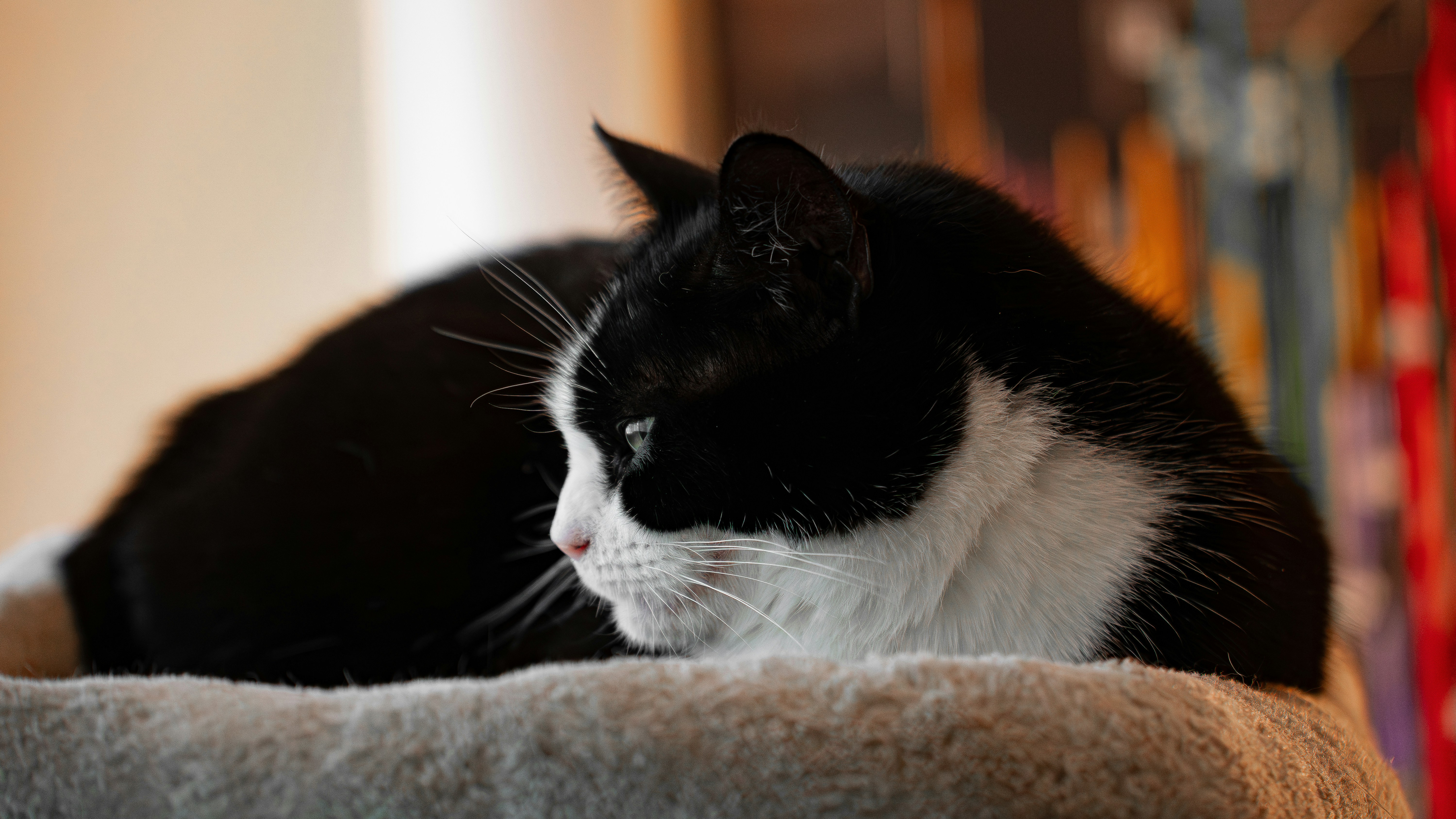 Photo by syawishrehman