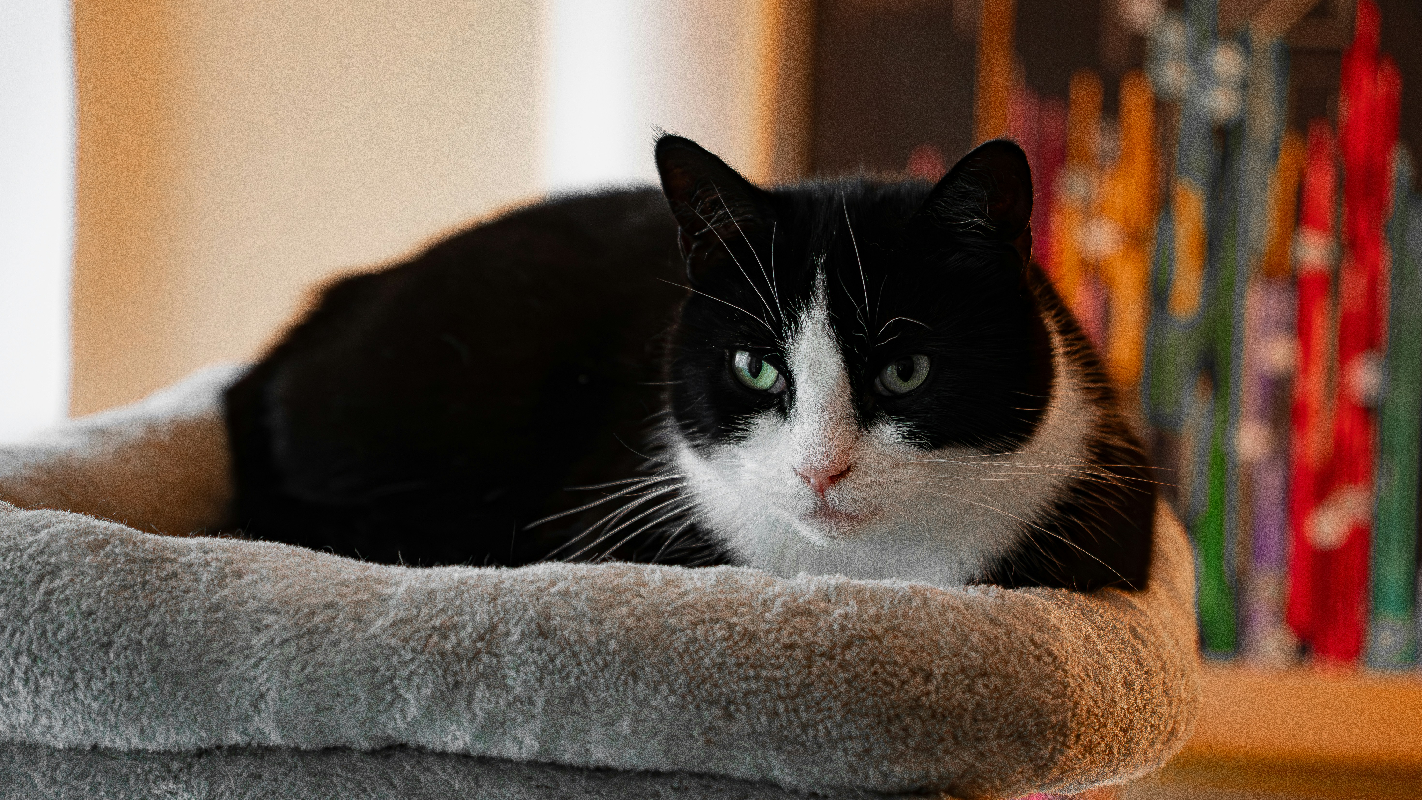 黒と白の猫がふかふかのベッドで休んでいる。