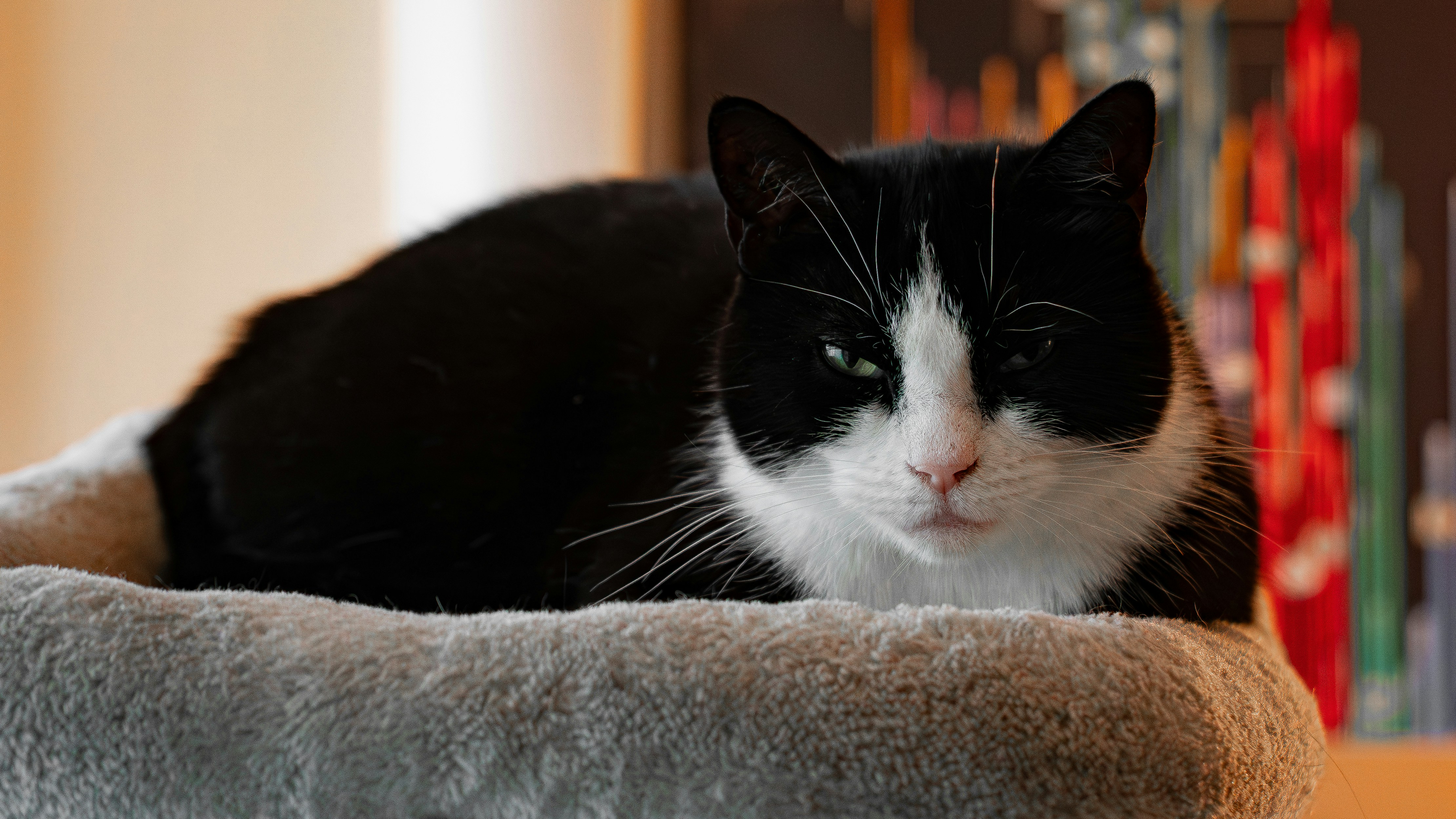 黒と白の猫がふかふかの床に休んでいます。