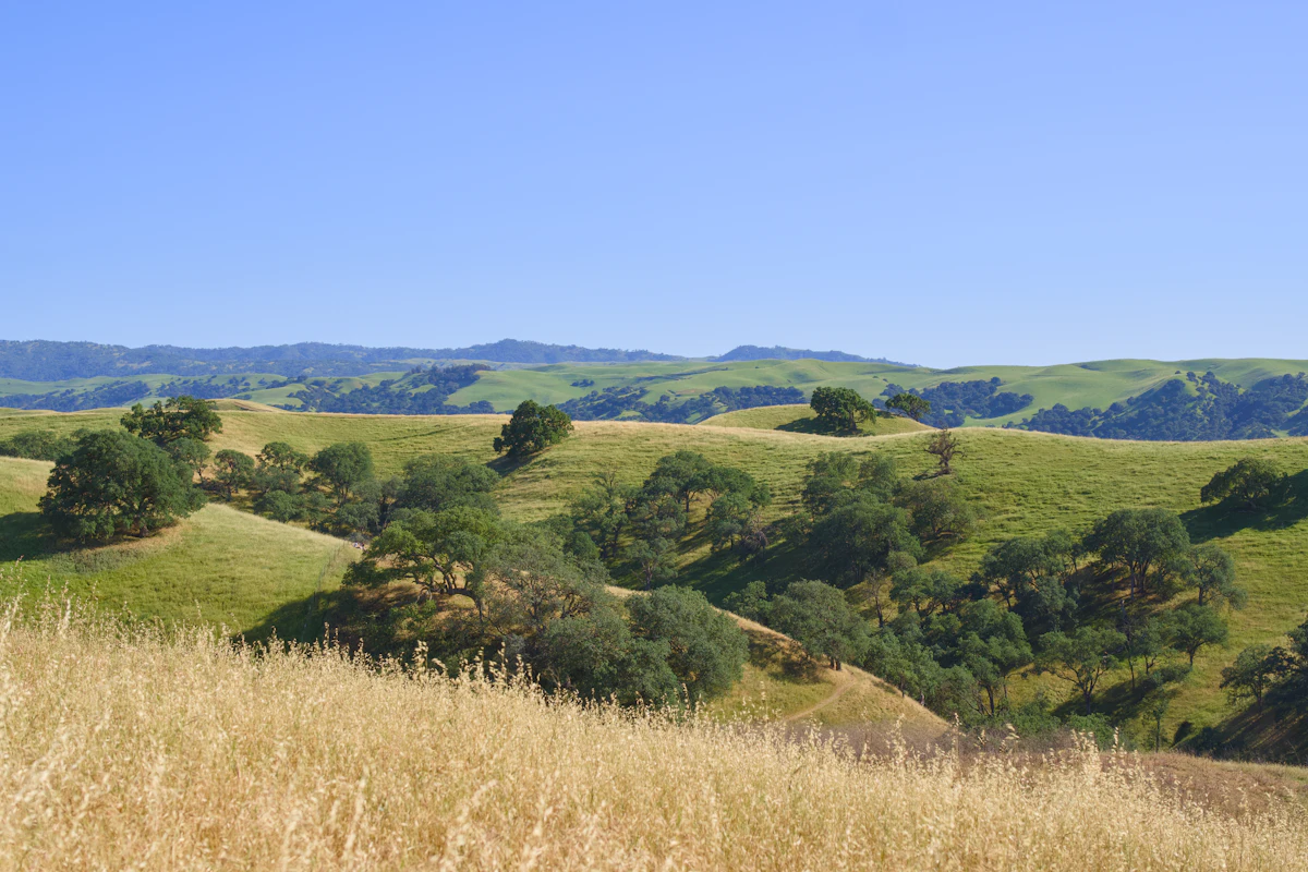 Silicon Valley landscape