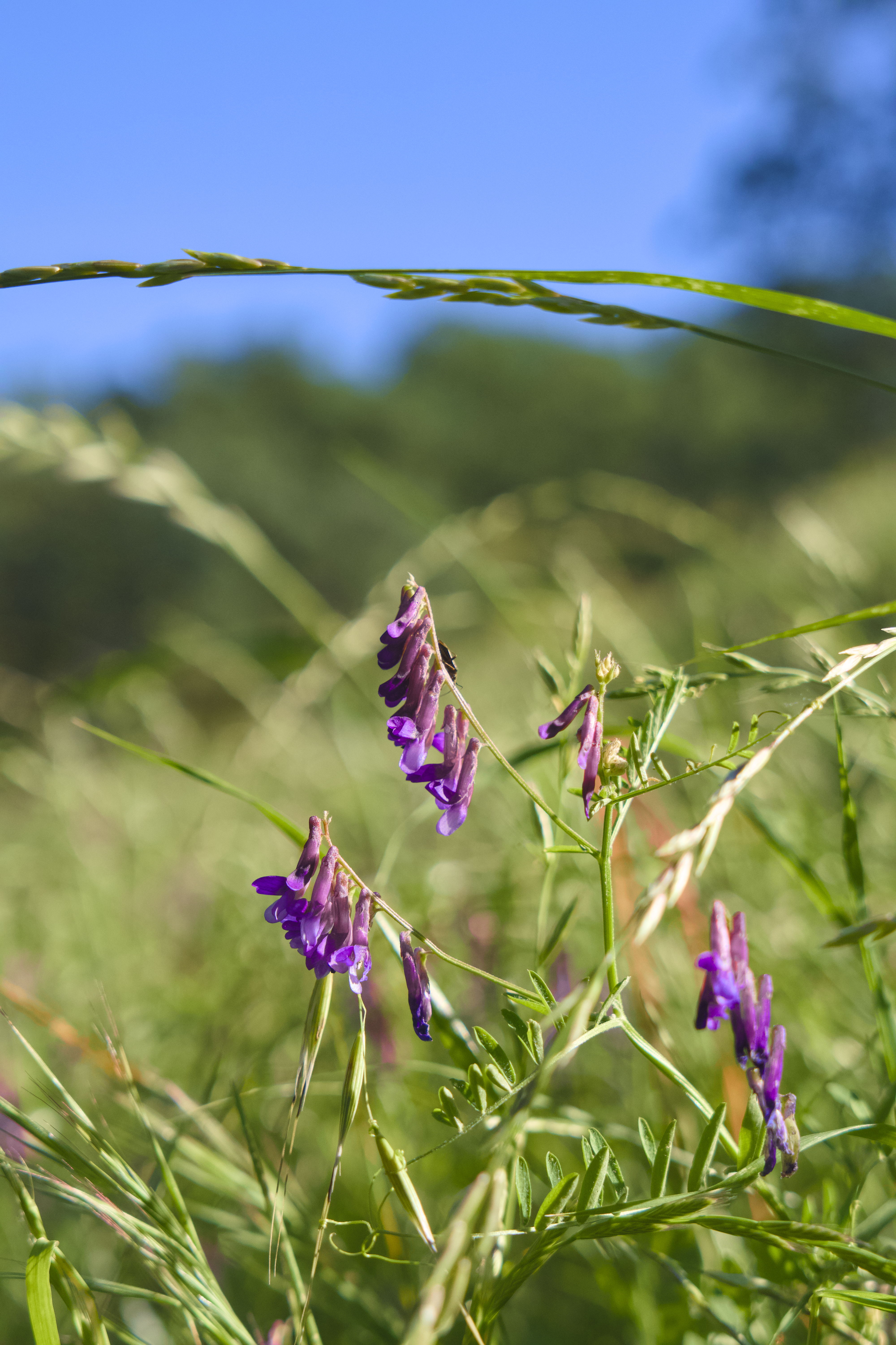 Purple wildflowers bloom in a sunny meadow.