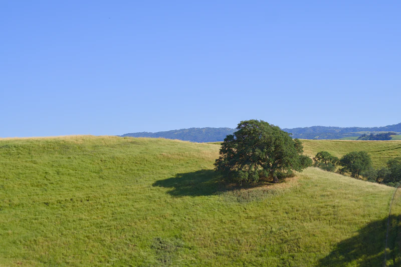 On a trail run through the oak hills