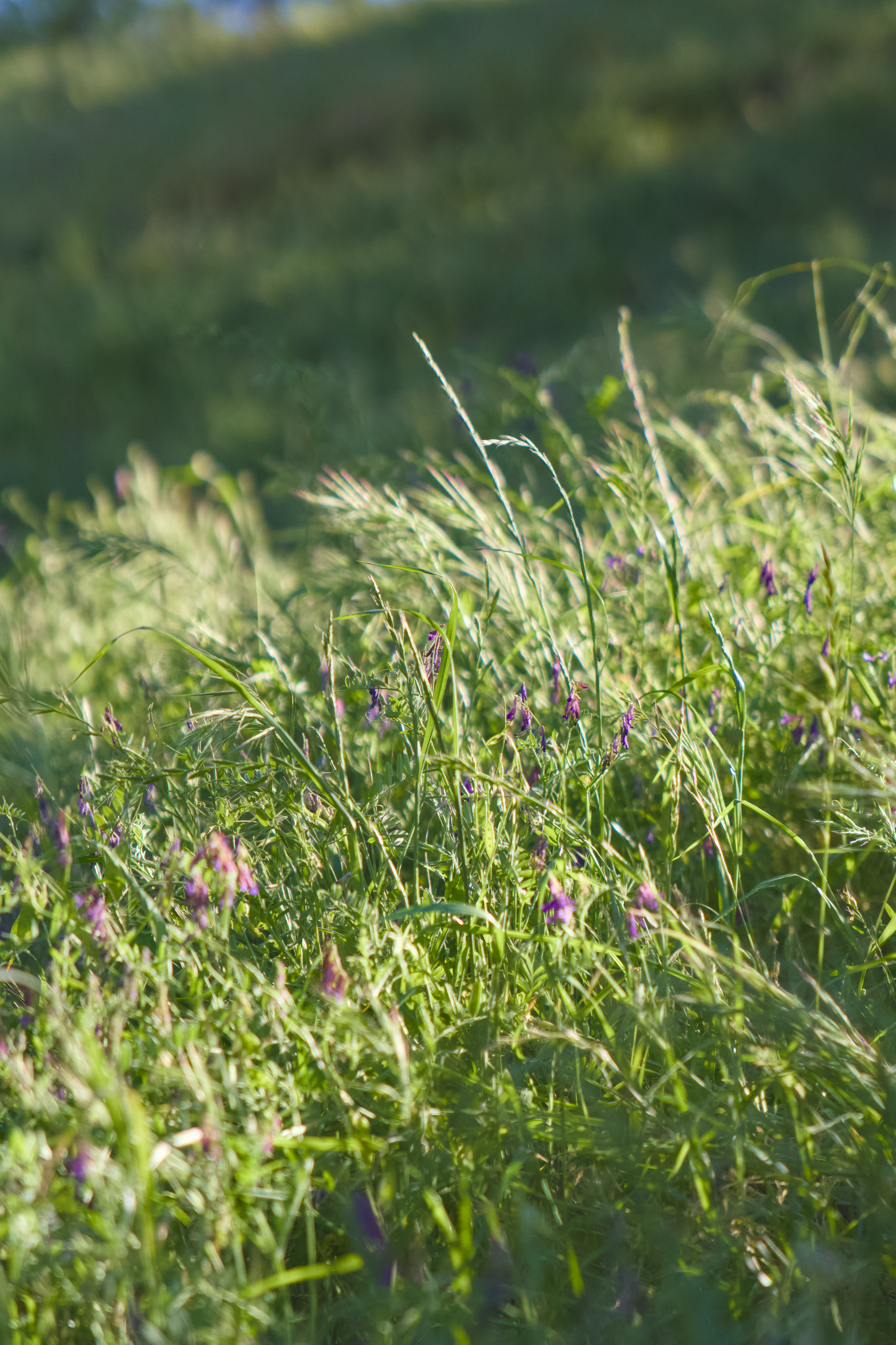 Green grass and small purple flowers in sunlight