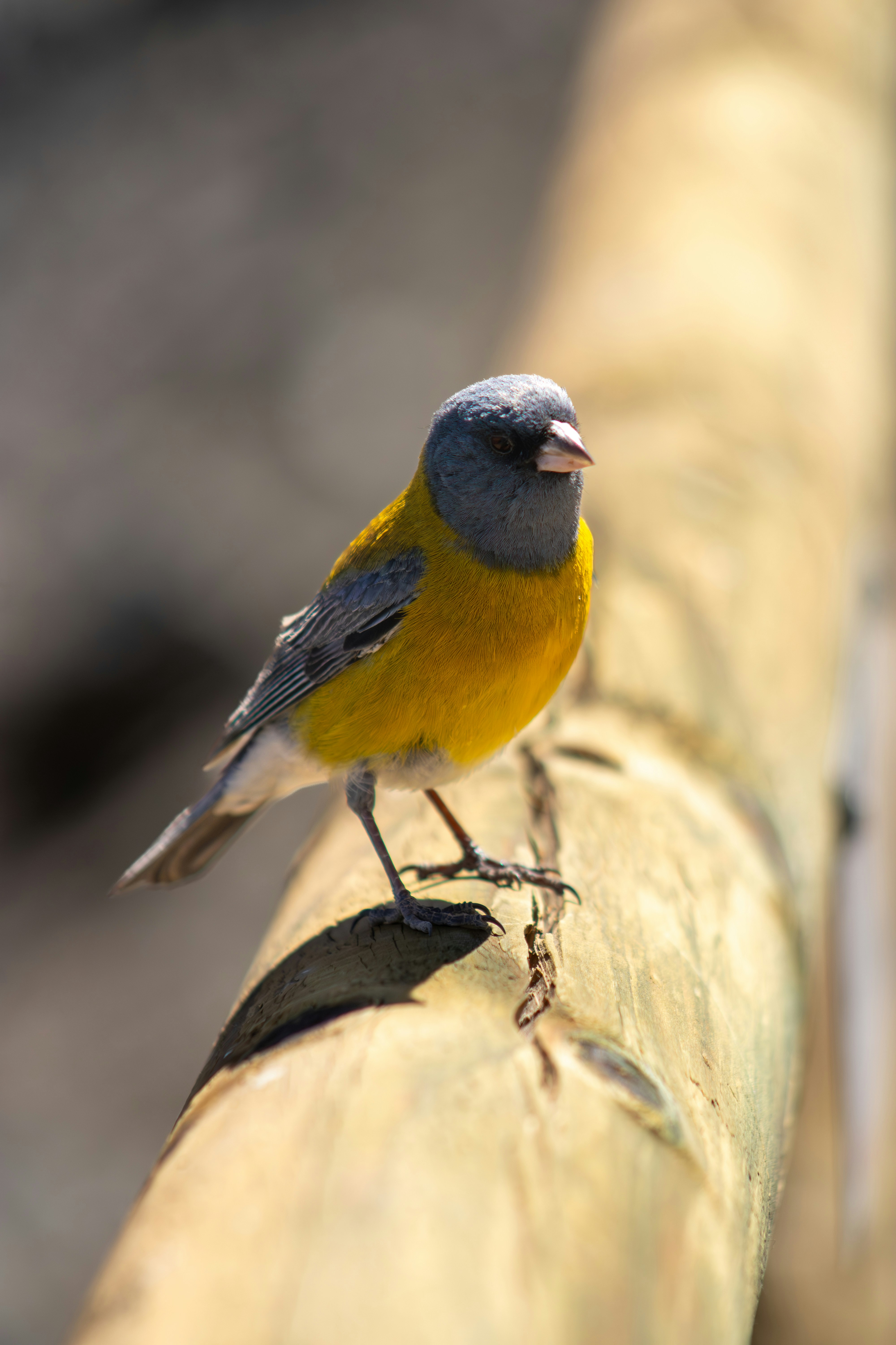 木の上に止まっている小さな黄色と灰色の鳥。