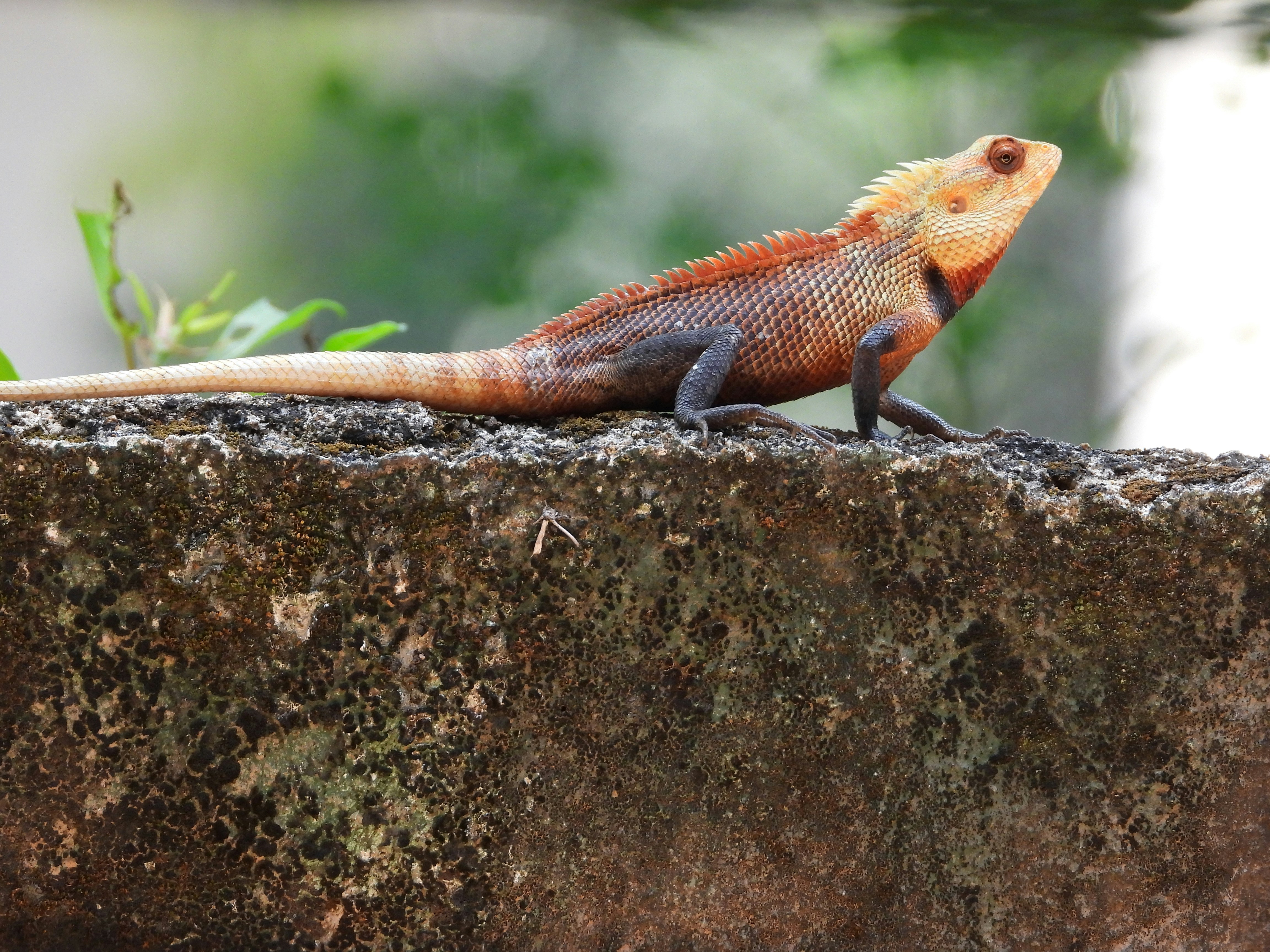Photo by manoriekodi