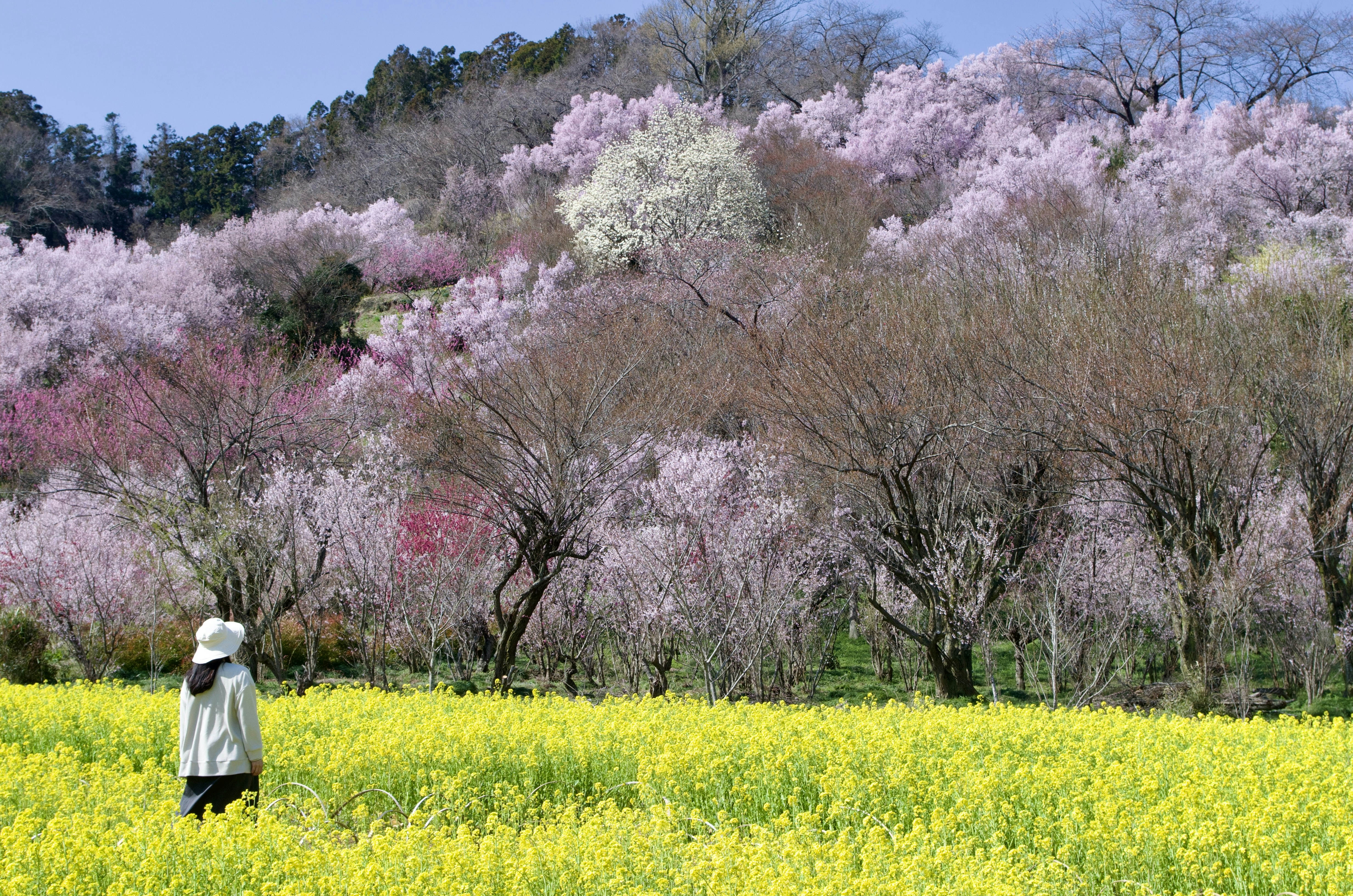 A person in a yellow field with blooming trees