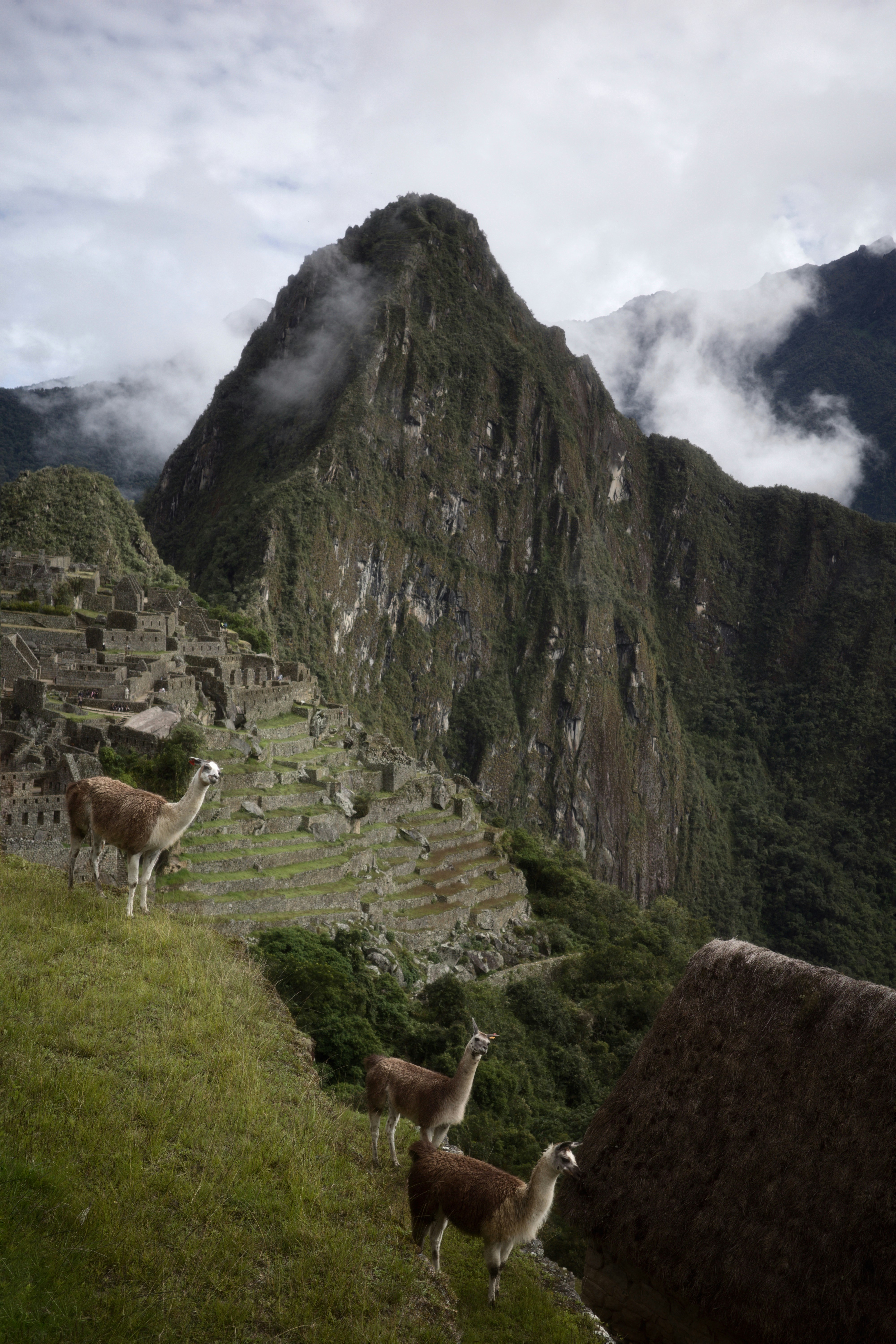 Llamas graze on a grassy hillside at machu picchu.