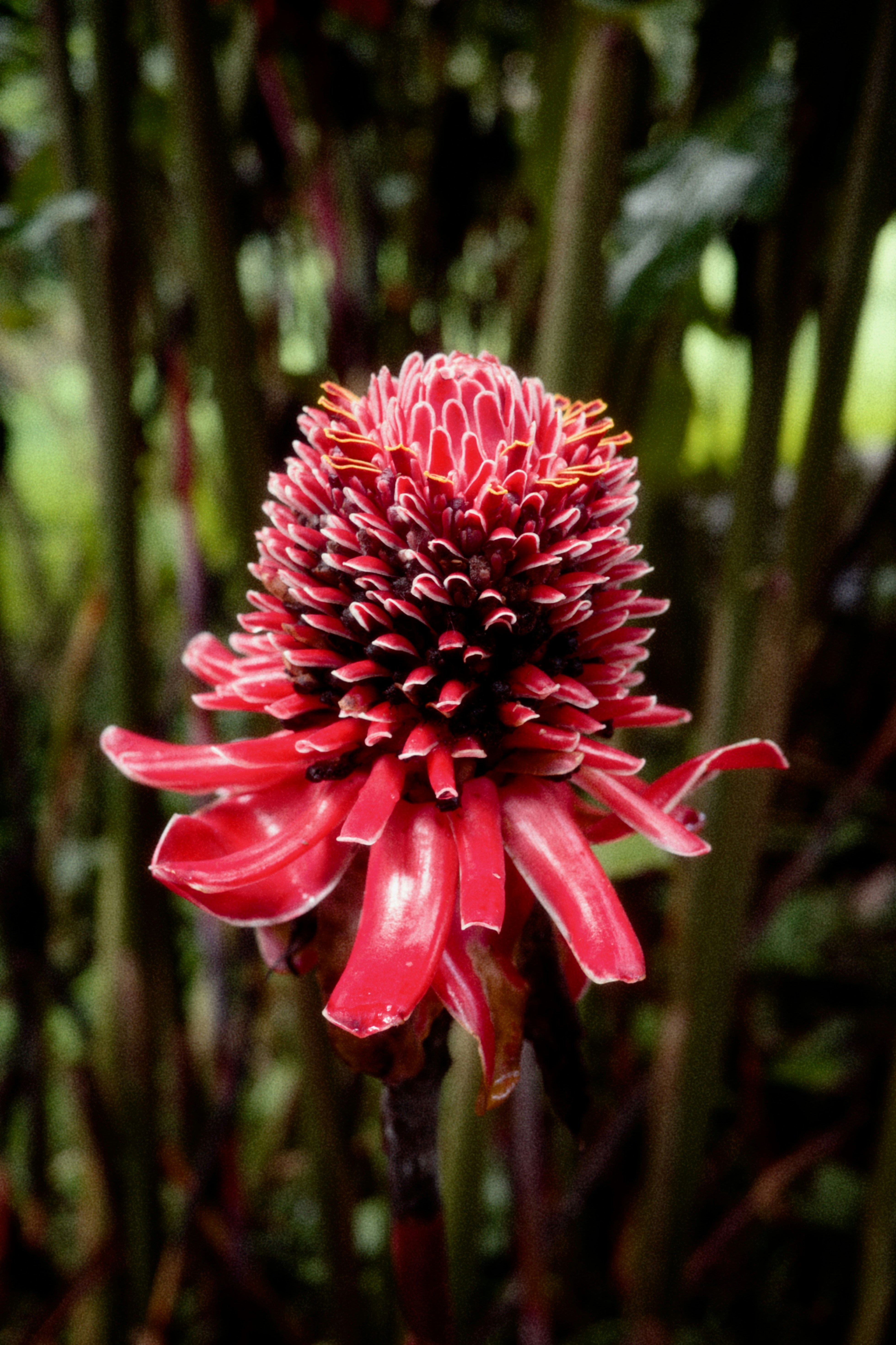 A vibrant red torch ginger flower blooms.
