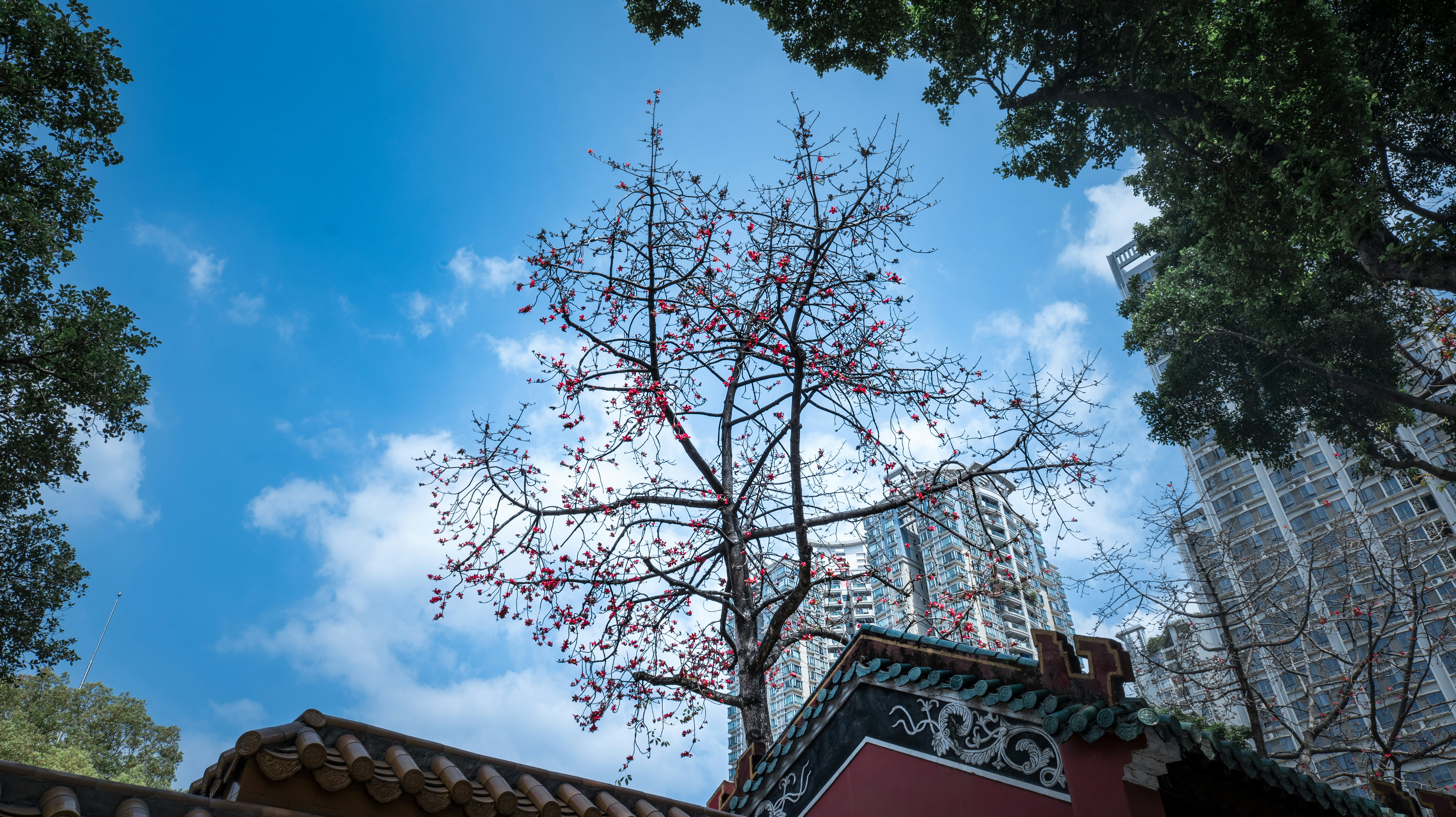 Bare tree branches against a blue sky with buildings