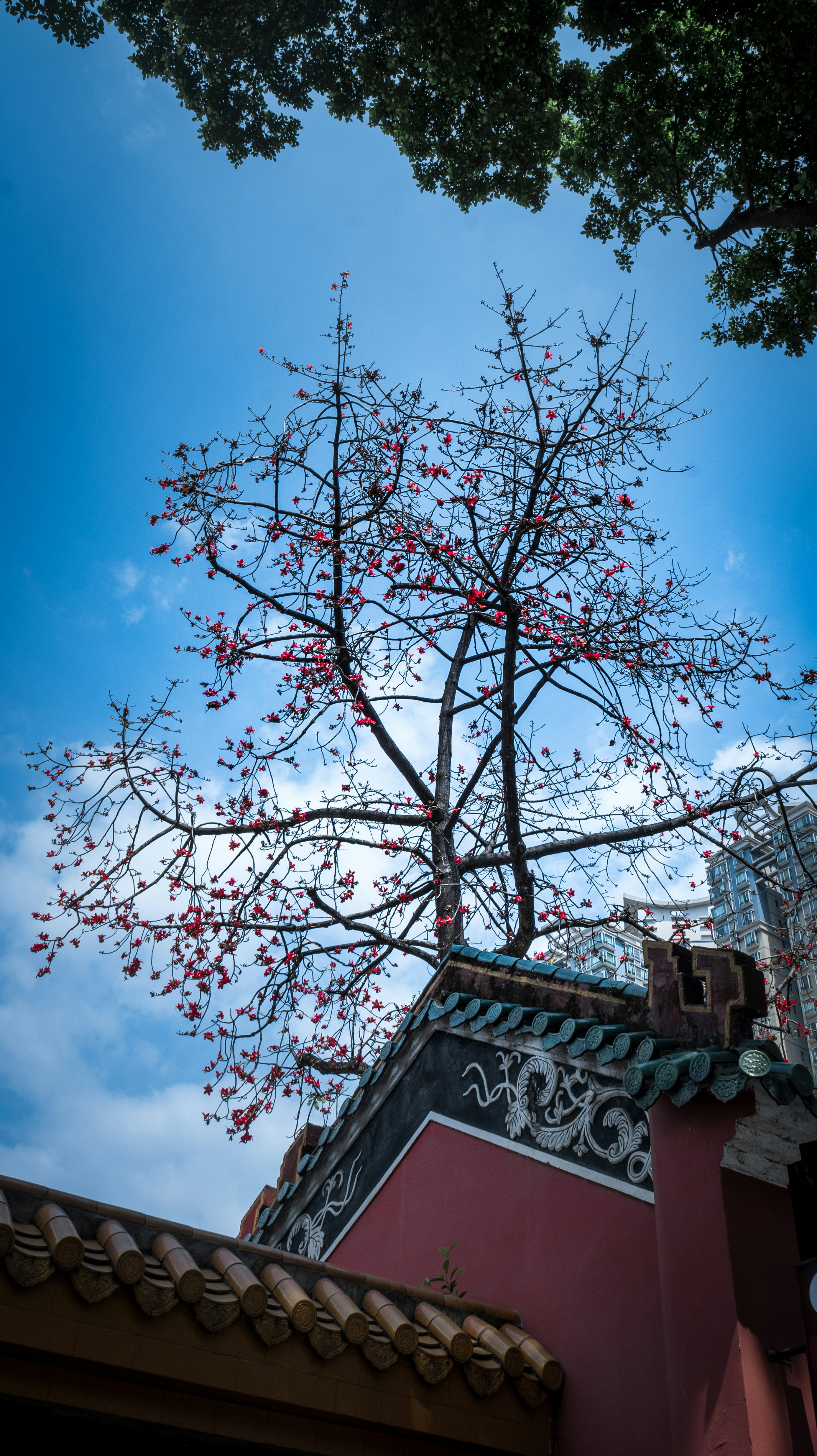 Bare tree with red blossoms against blue sky