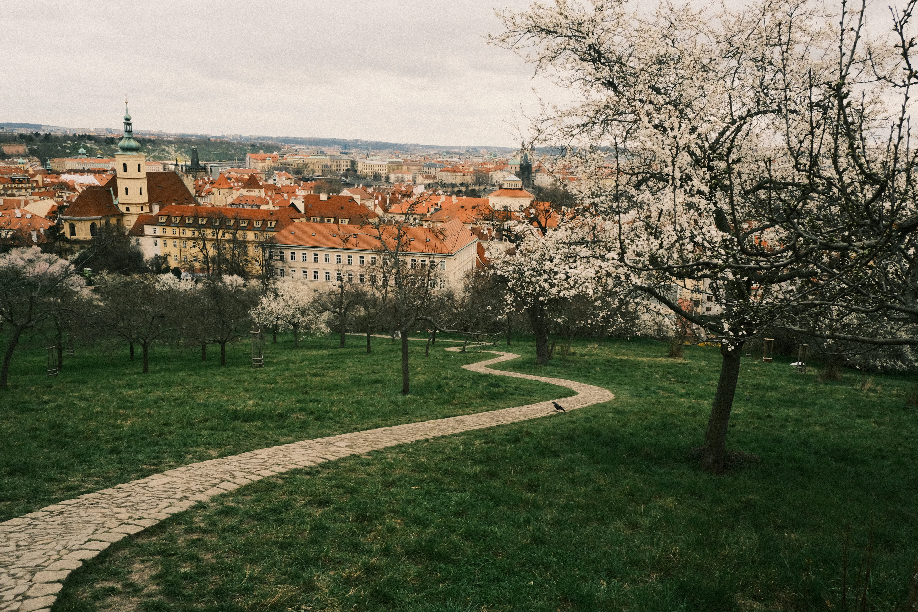 A cobbled path winding down through the blossoming orchards of Petrin Hill in spring, with the red roofs and a green-topped church tower of Mala Strana and the Prague skyline beyond.
