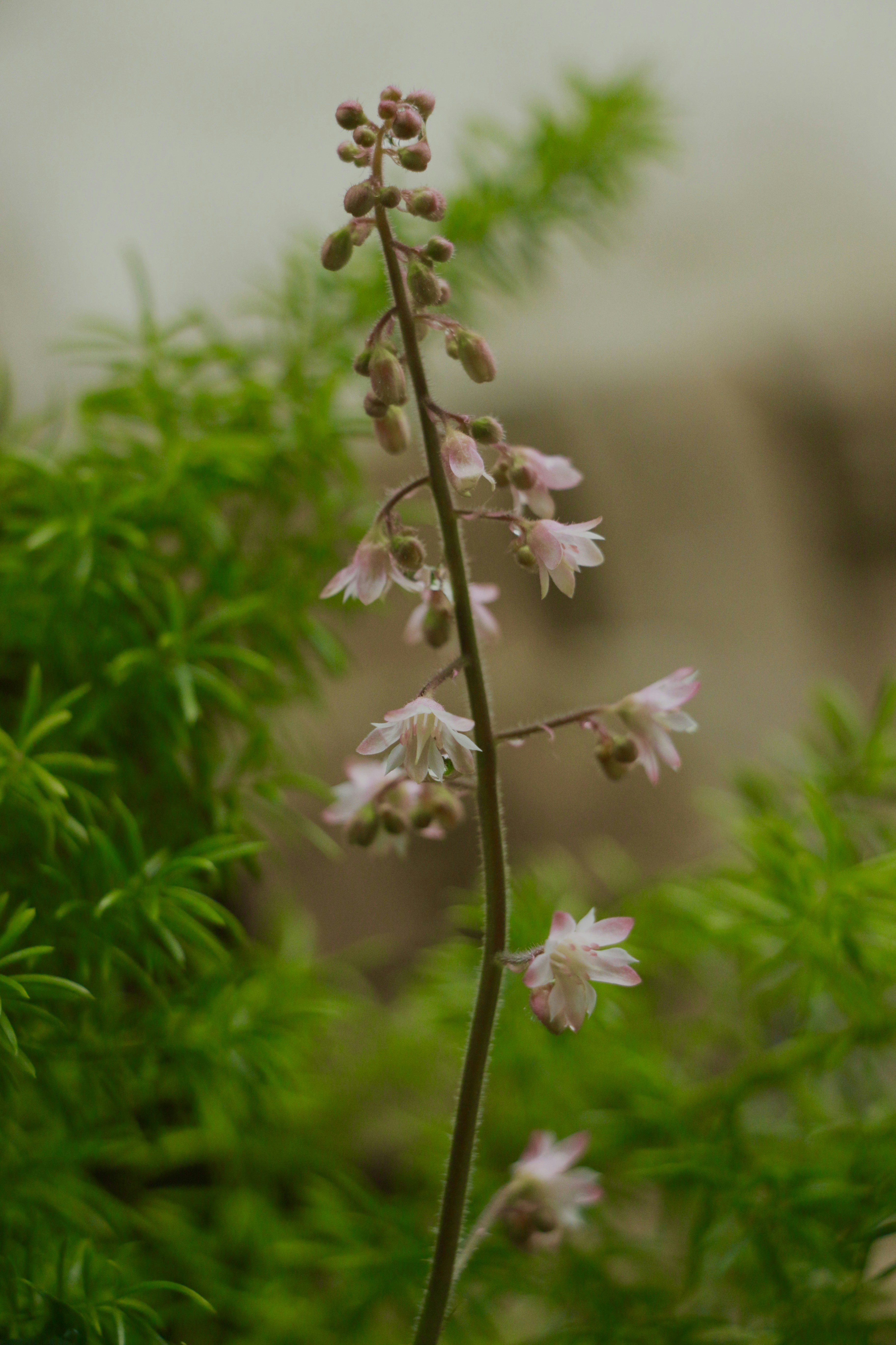 Delicate pink flowers bloom on a tall stem.