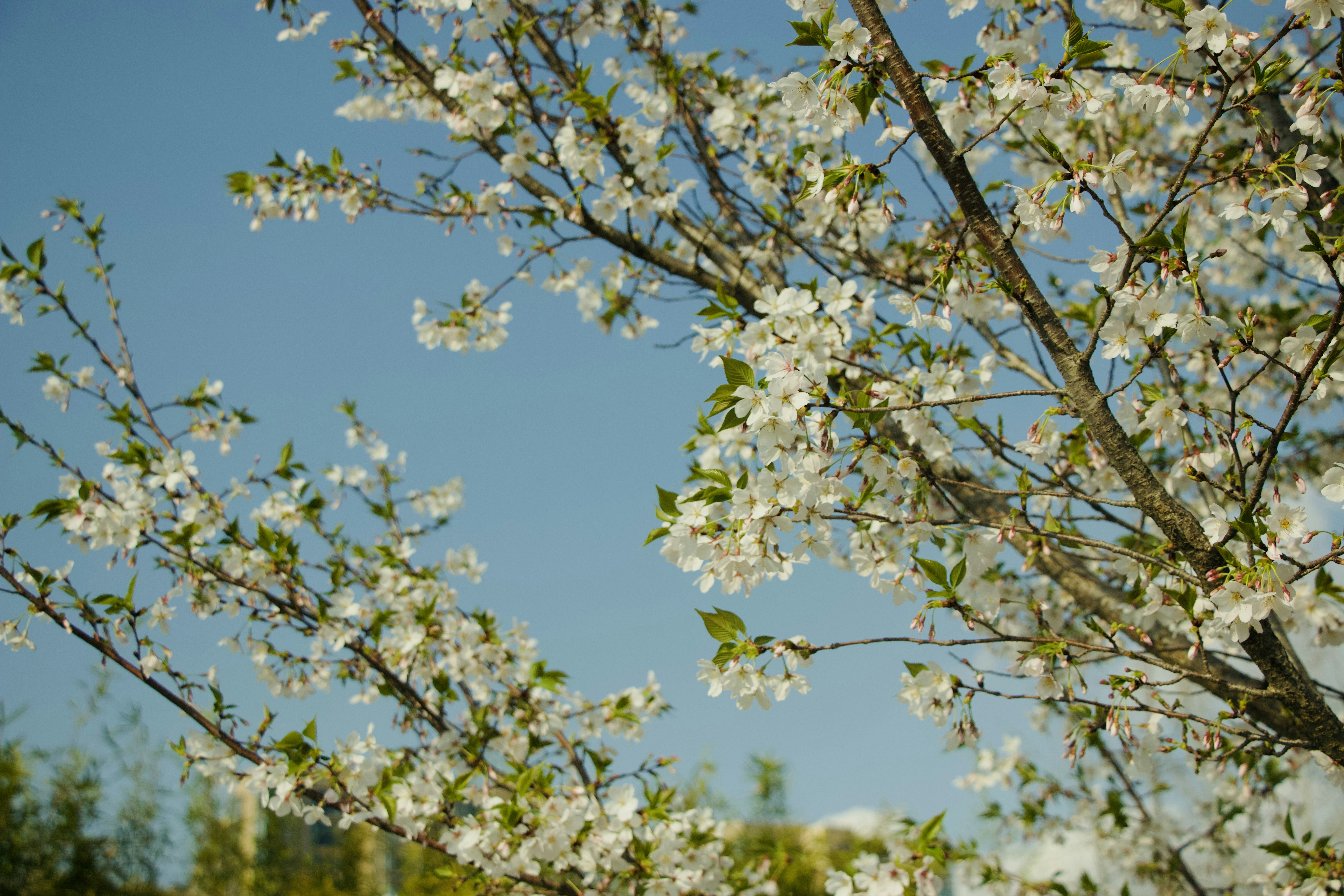 Photo by feifeiliang