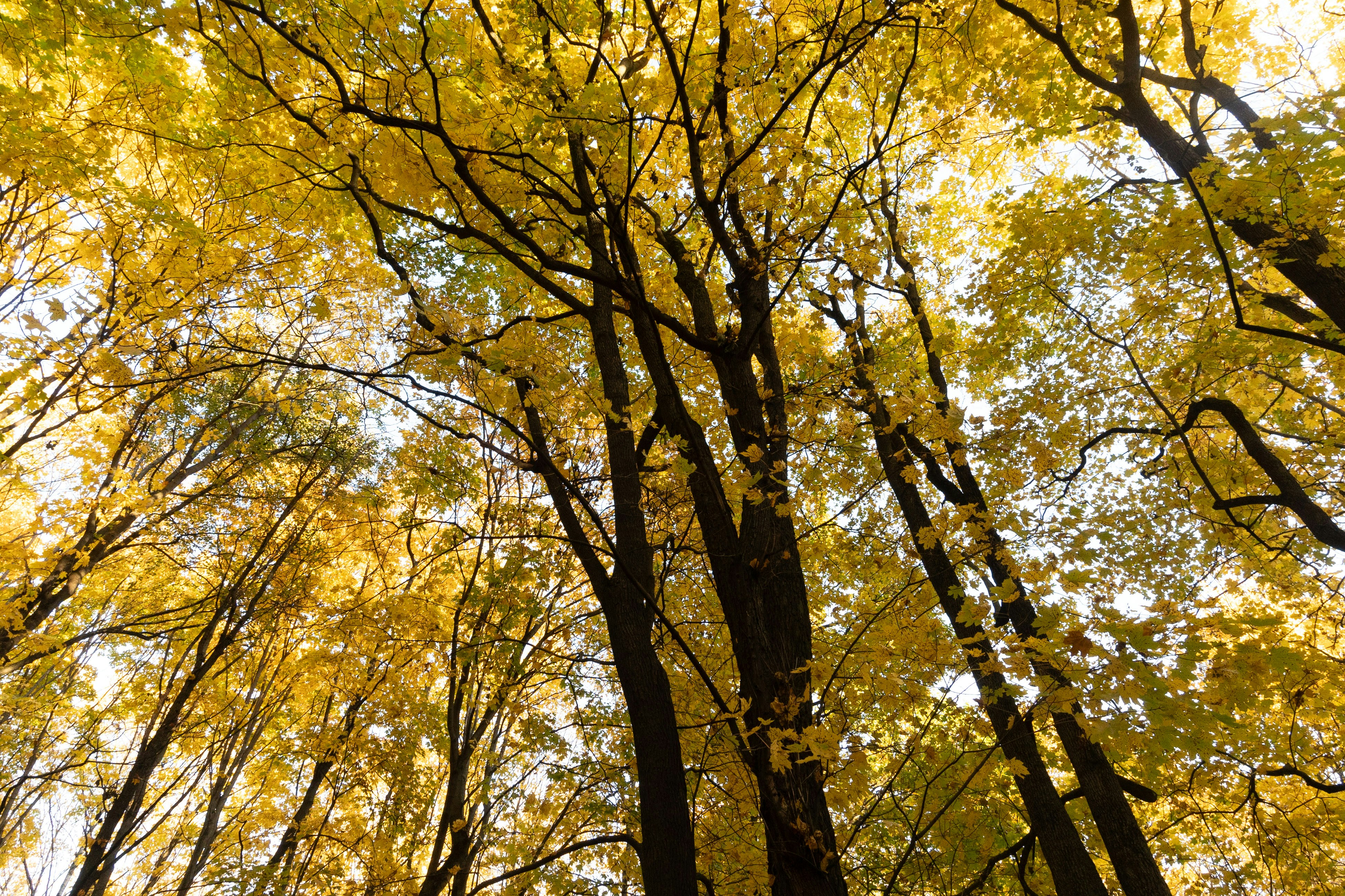 Photo by elenagolubeva