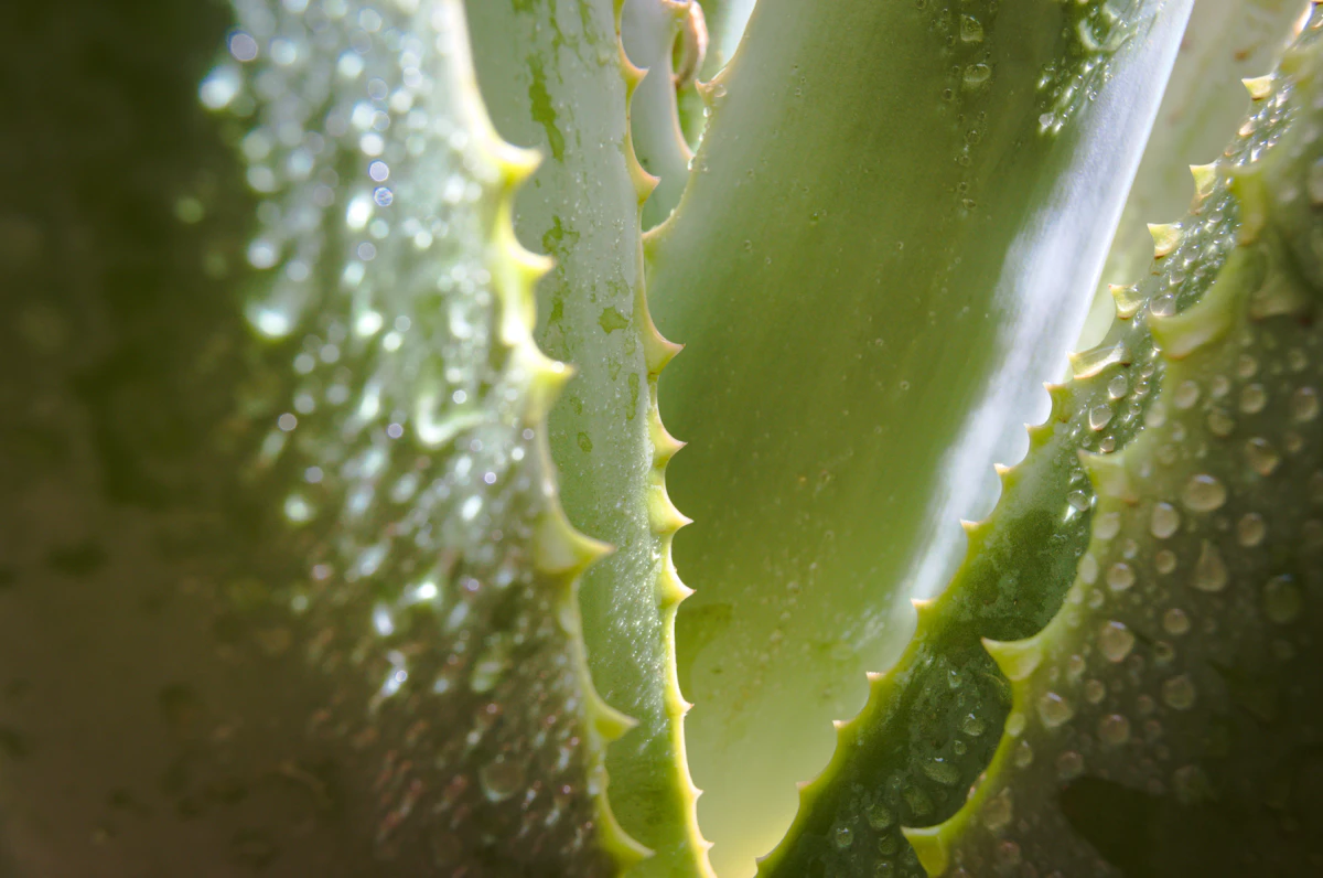 Aloe vera used in an after sun treatment