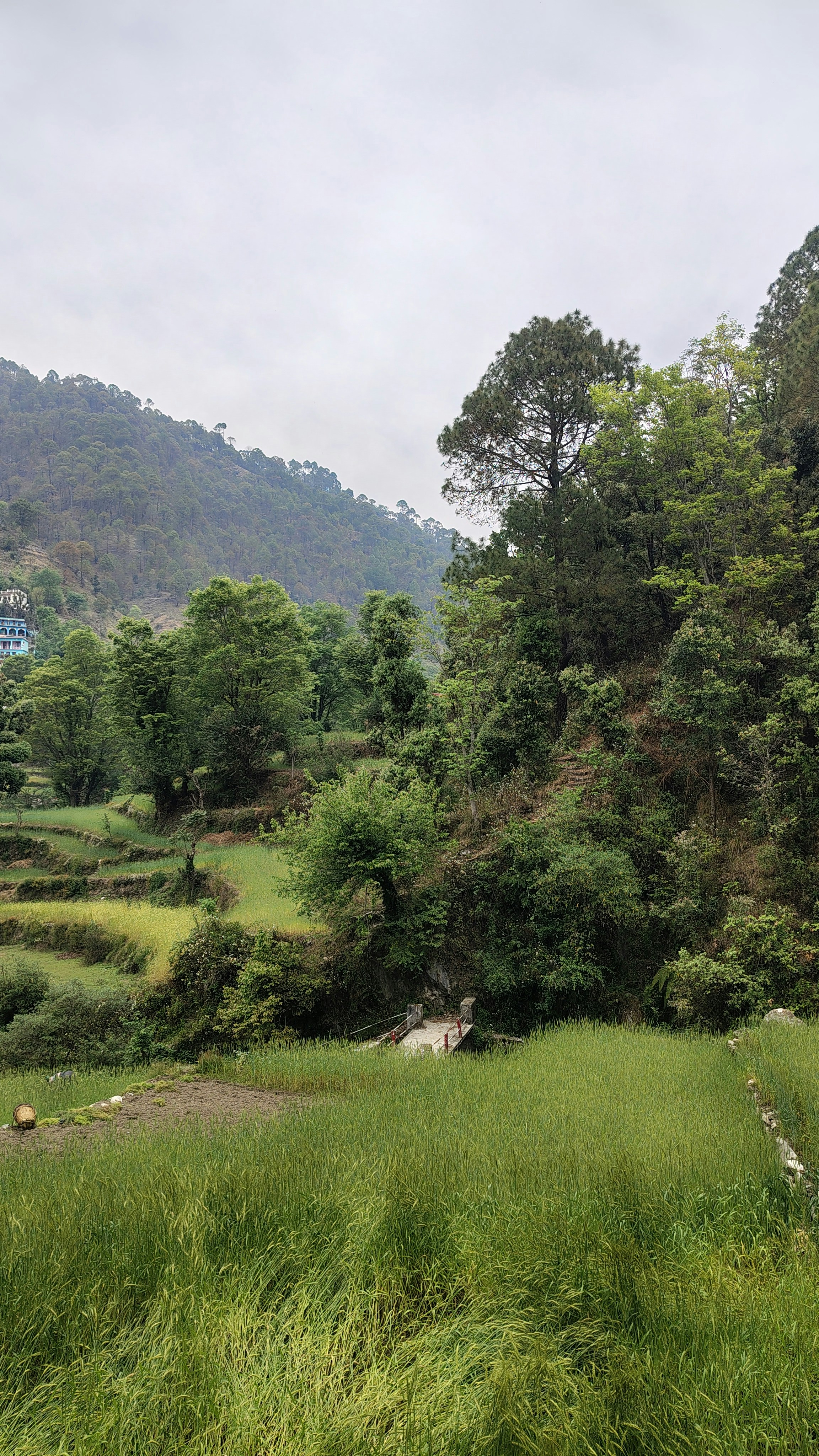 Lush green terraces and trees on a hillside.