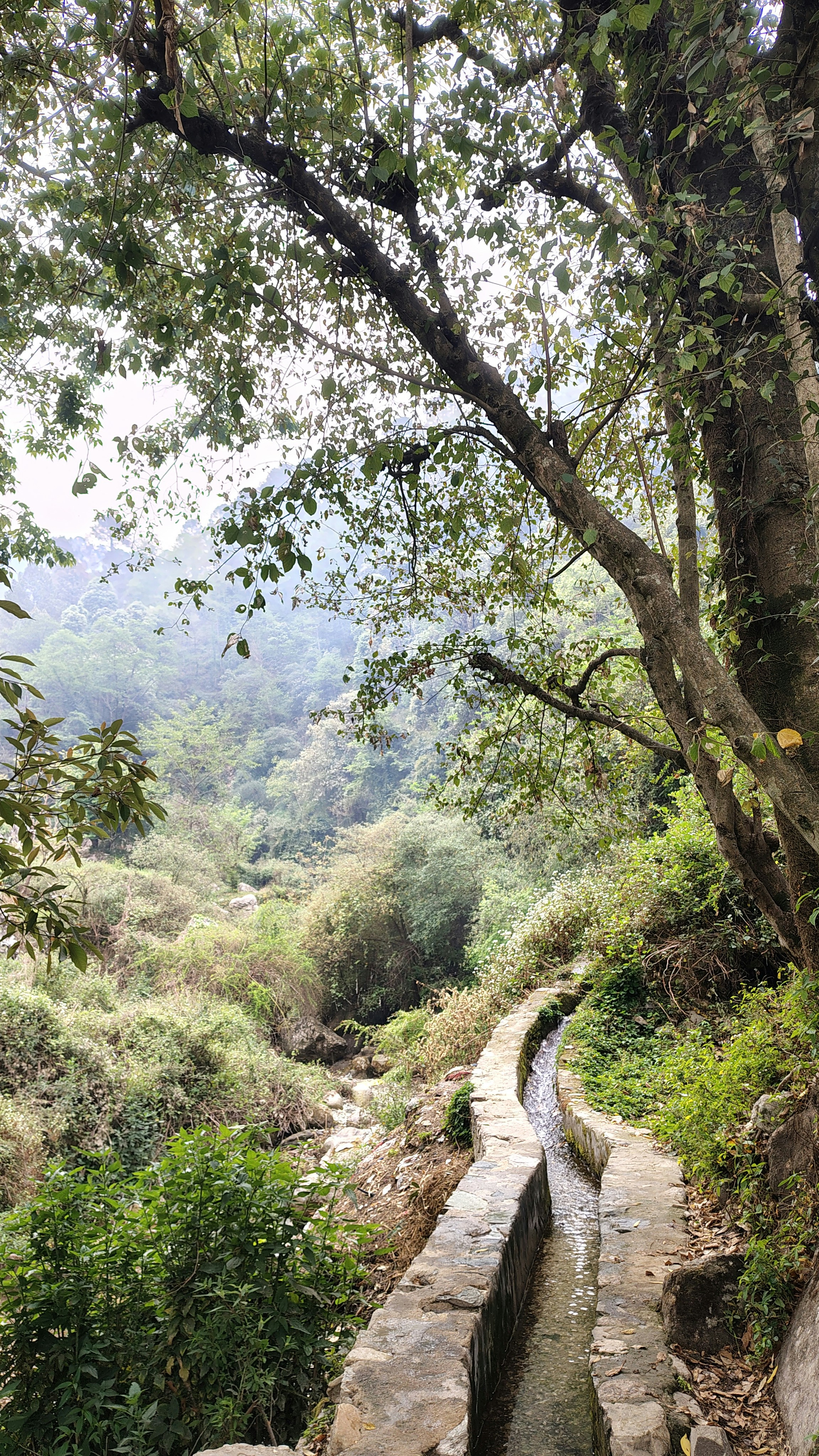 Photo by dendrophile