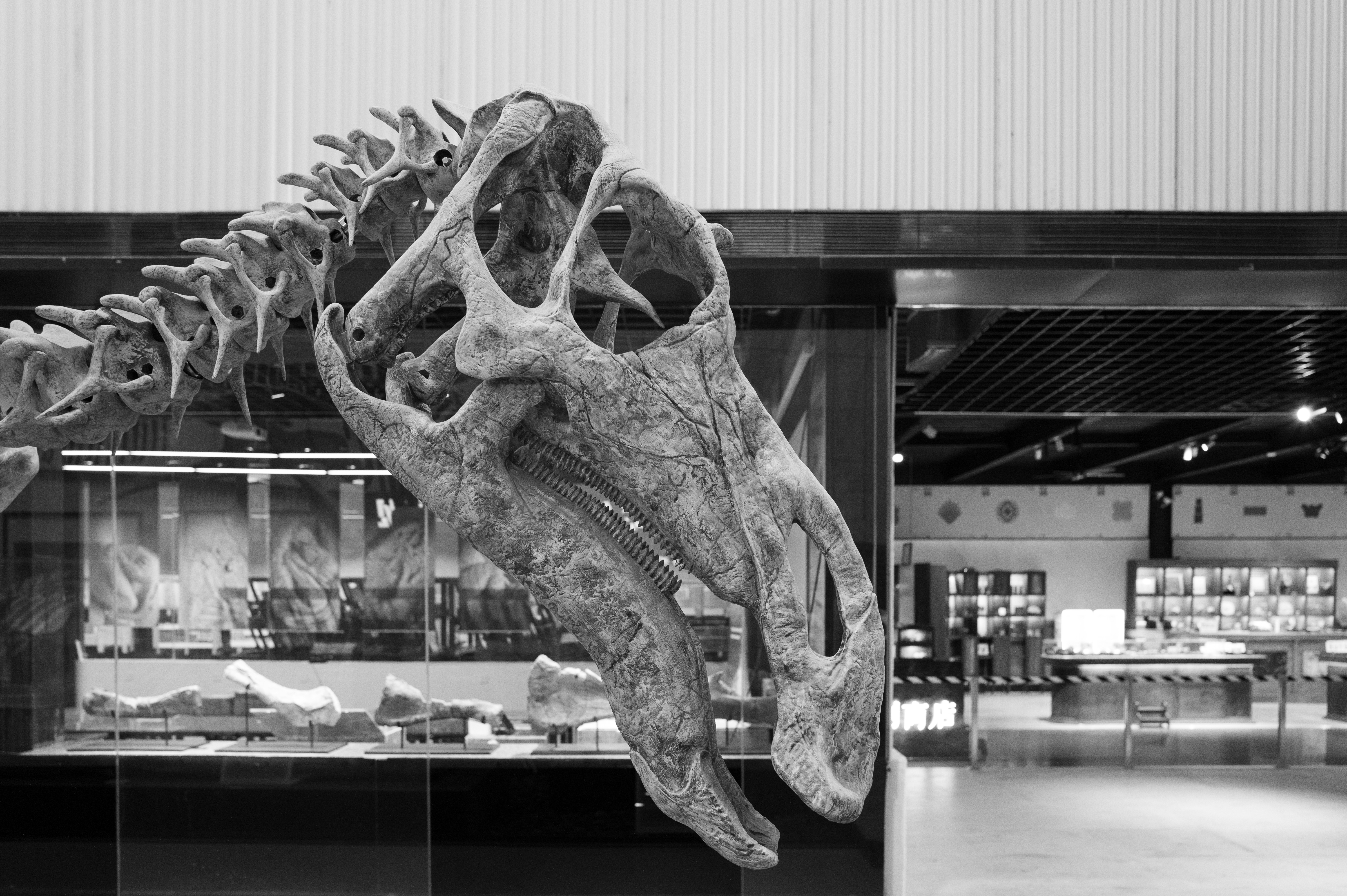 Teschio di scheletro di dinosauro in un'esposizione museale
