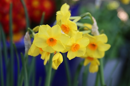 Flores de primavera em tons pastel representando o Nowruz persa