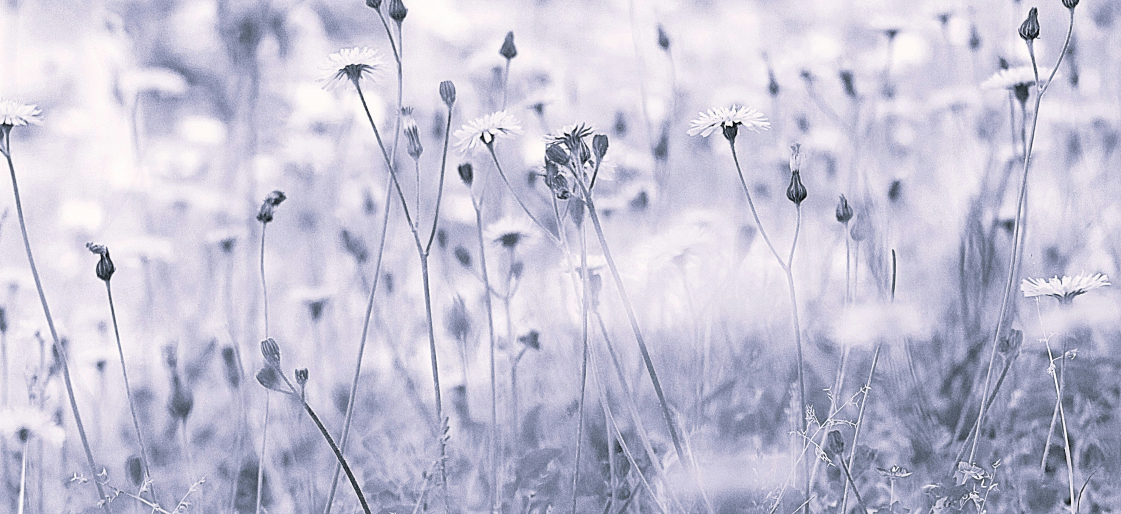 Field of delicate white flowers in soft light