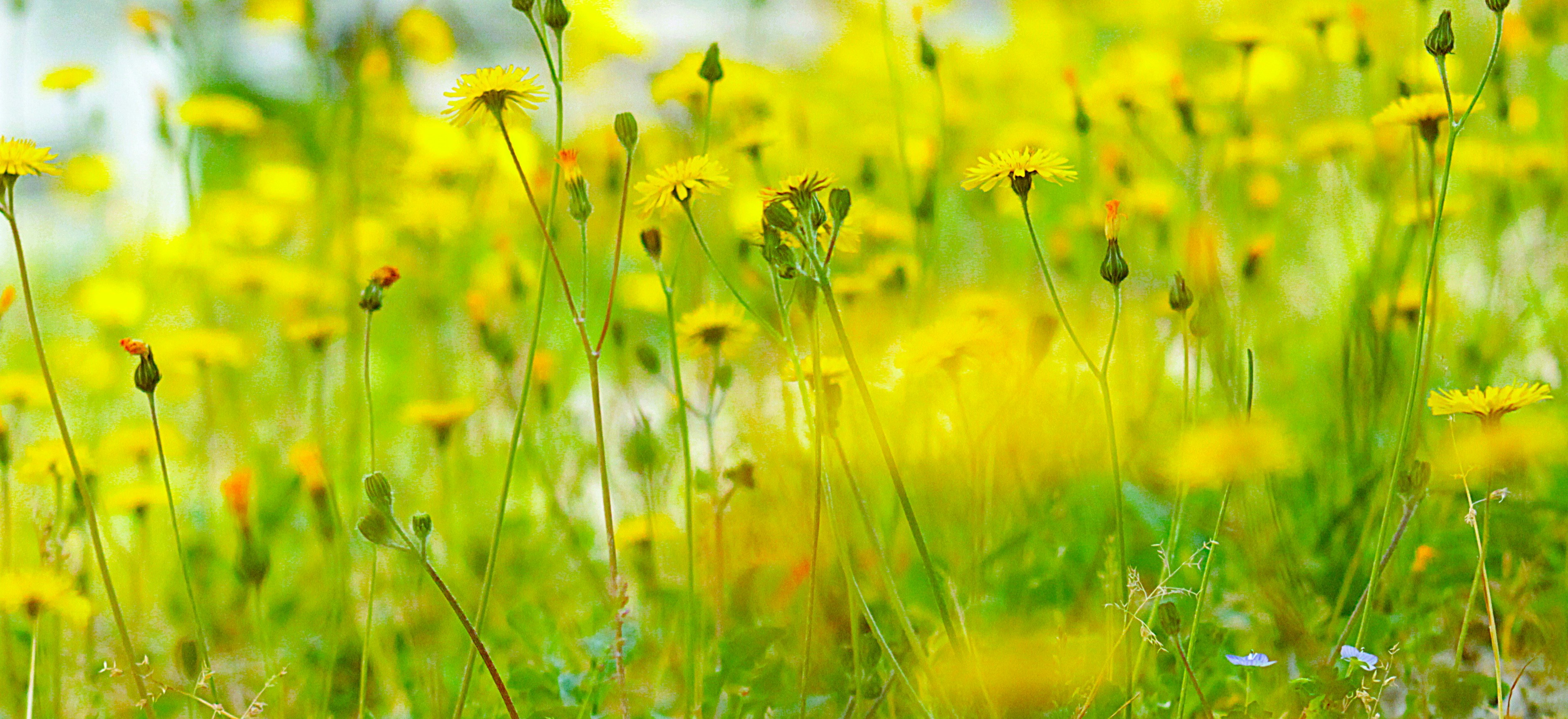 Field of yellow dandelions and green grass