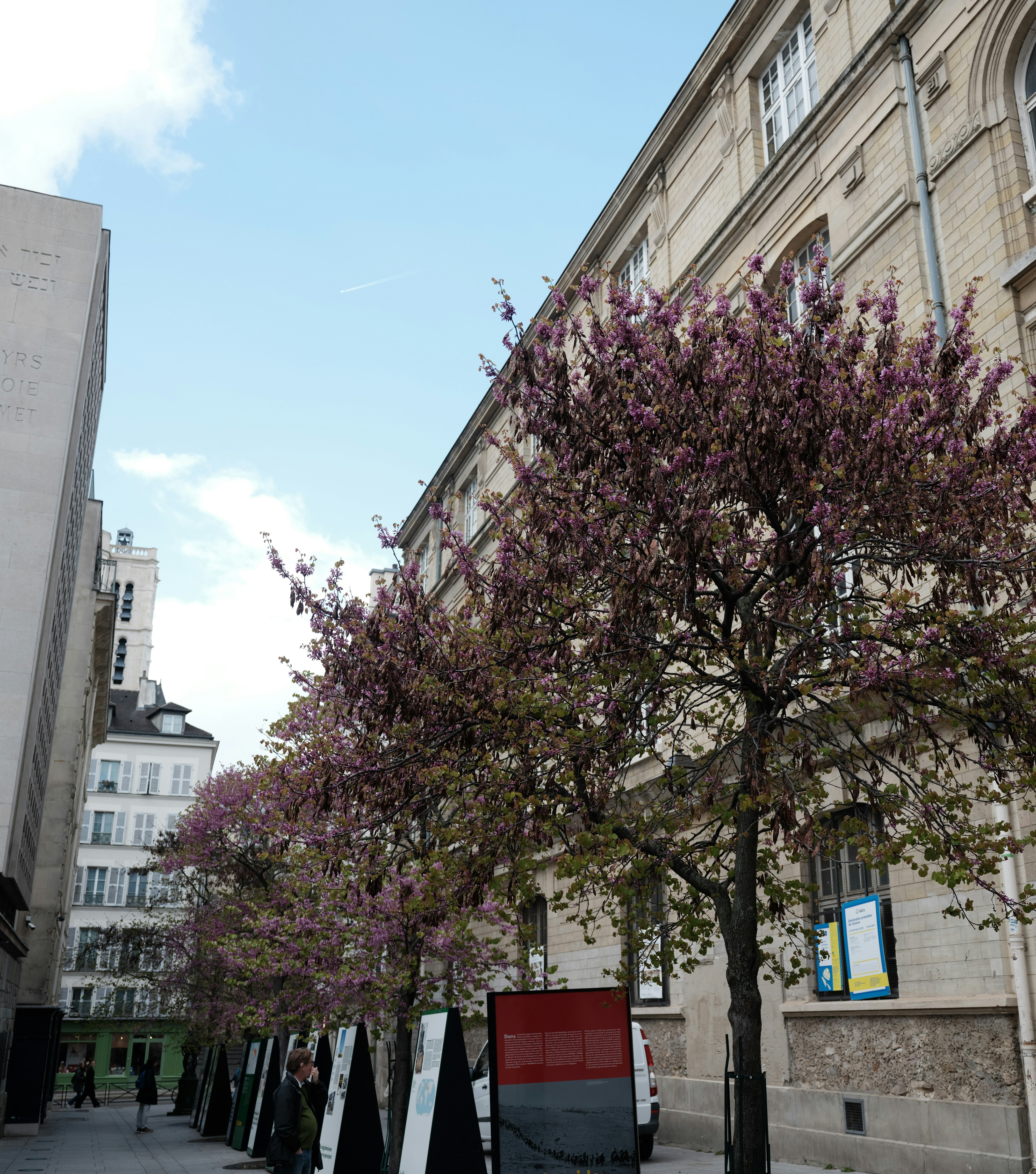 Cerejeiras floridas alinham a fachada de um prédio