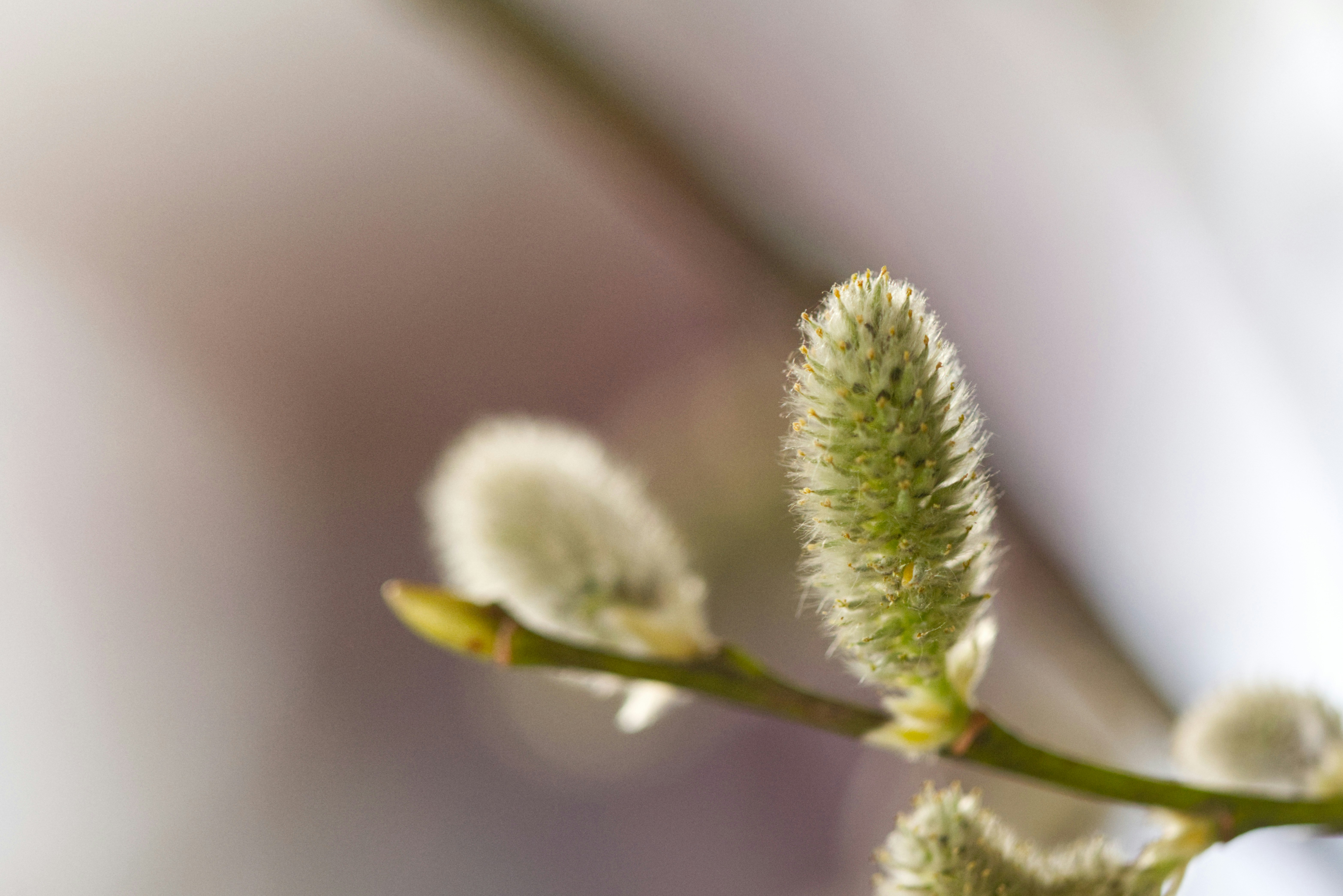 Close up of fuzzy pussy willow buds on a branch