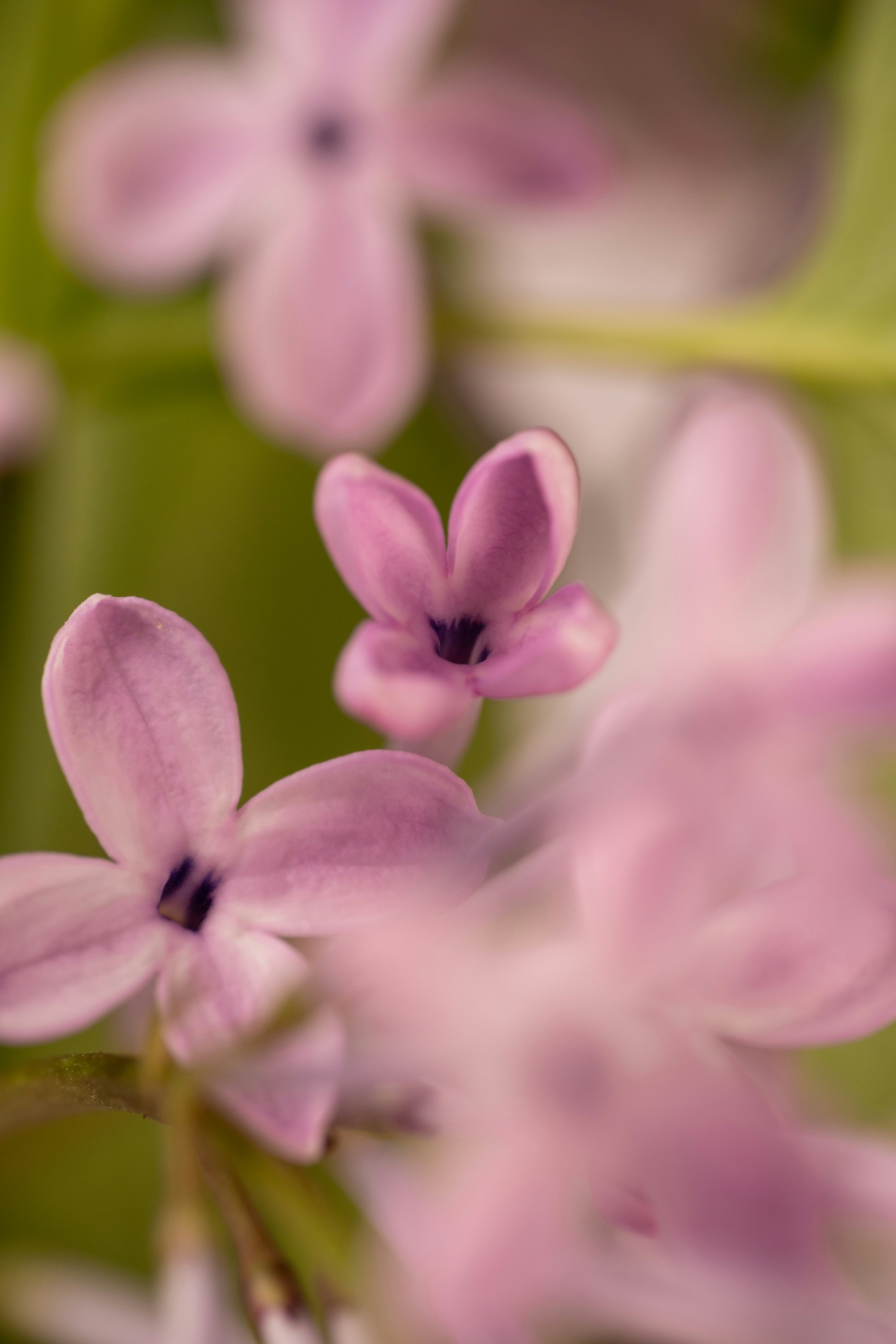 Photo by galibagi