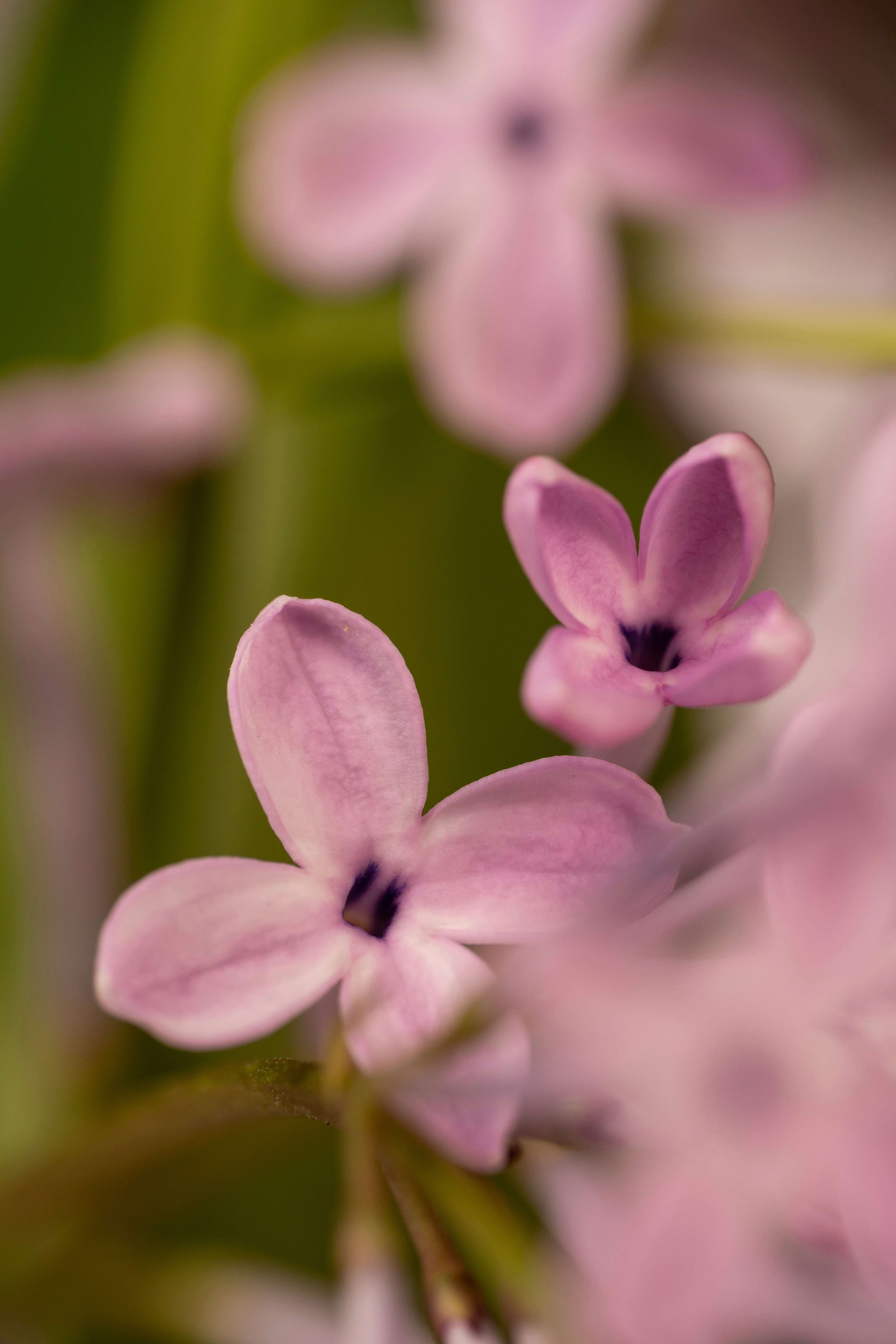 Photo by galibagi