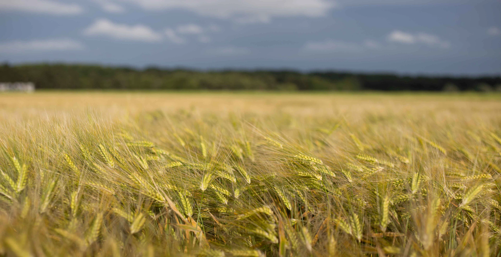 Golden wheat field under a cloudy sky