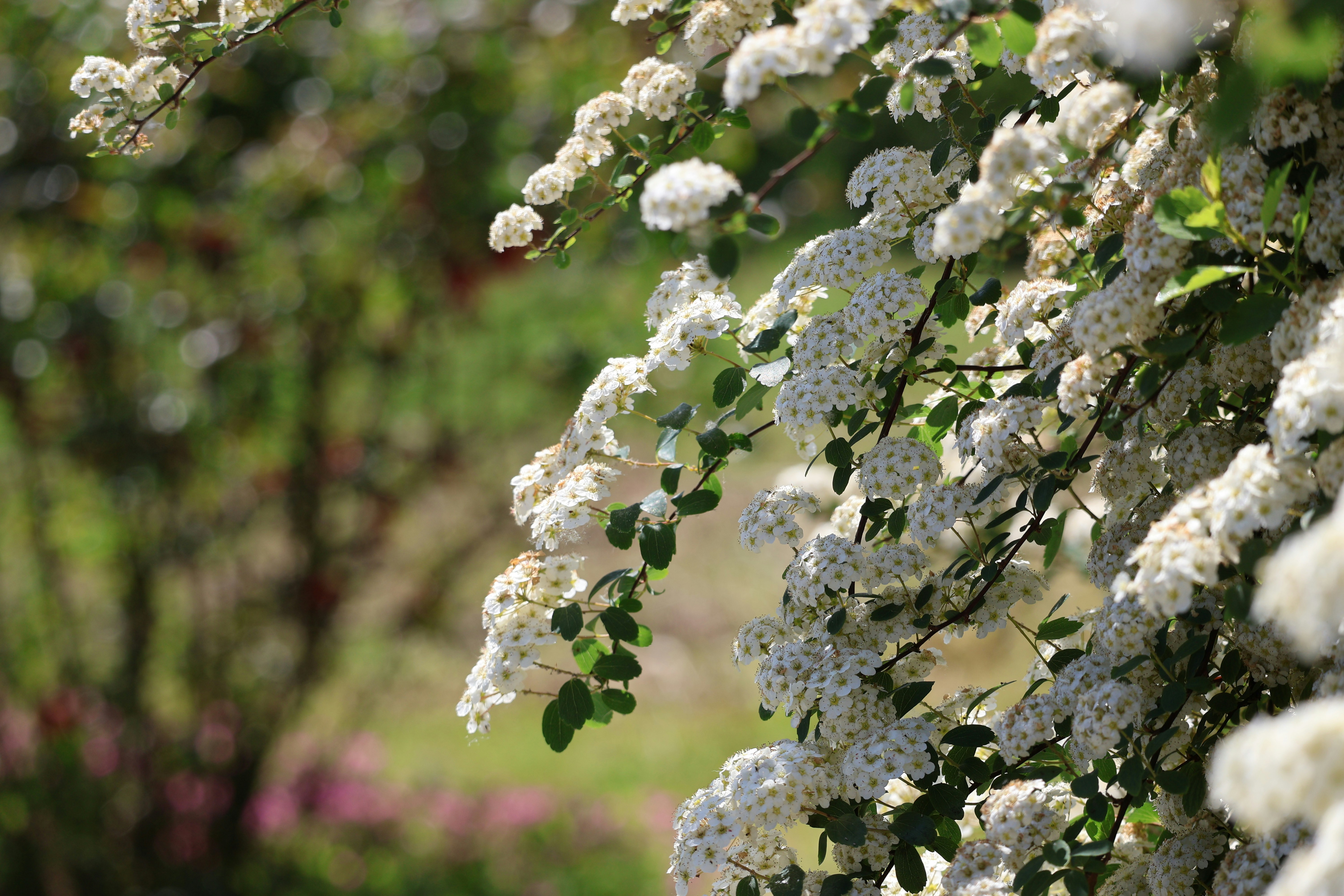 Delicate white flowers bloom on a green bush.