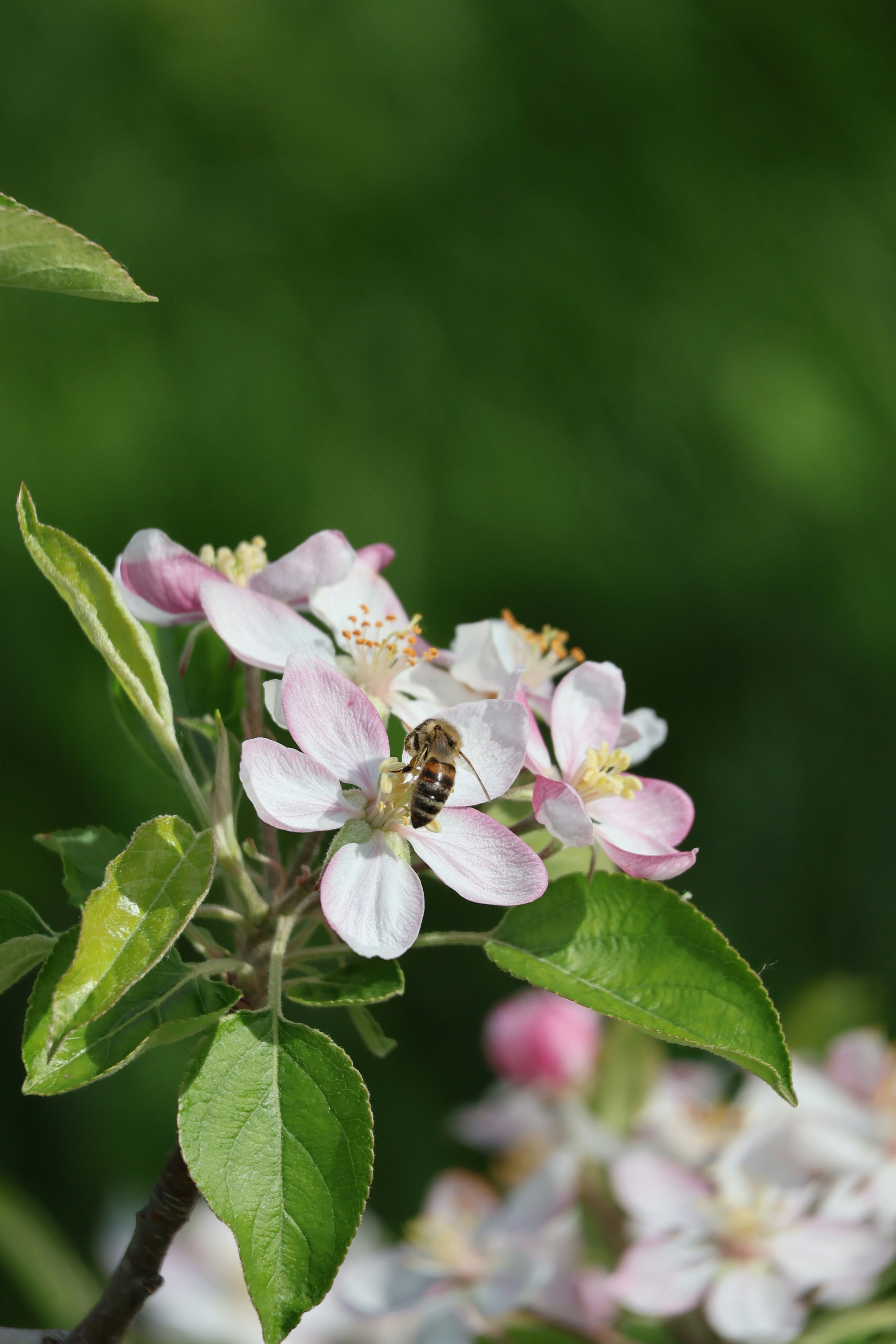 A bee pollinates a delicate pink and white flower.
