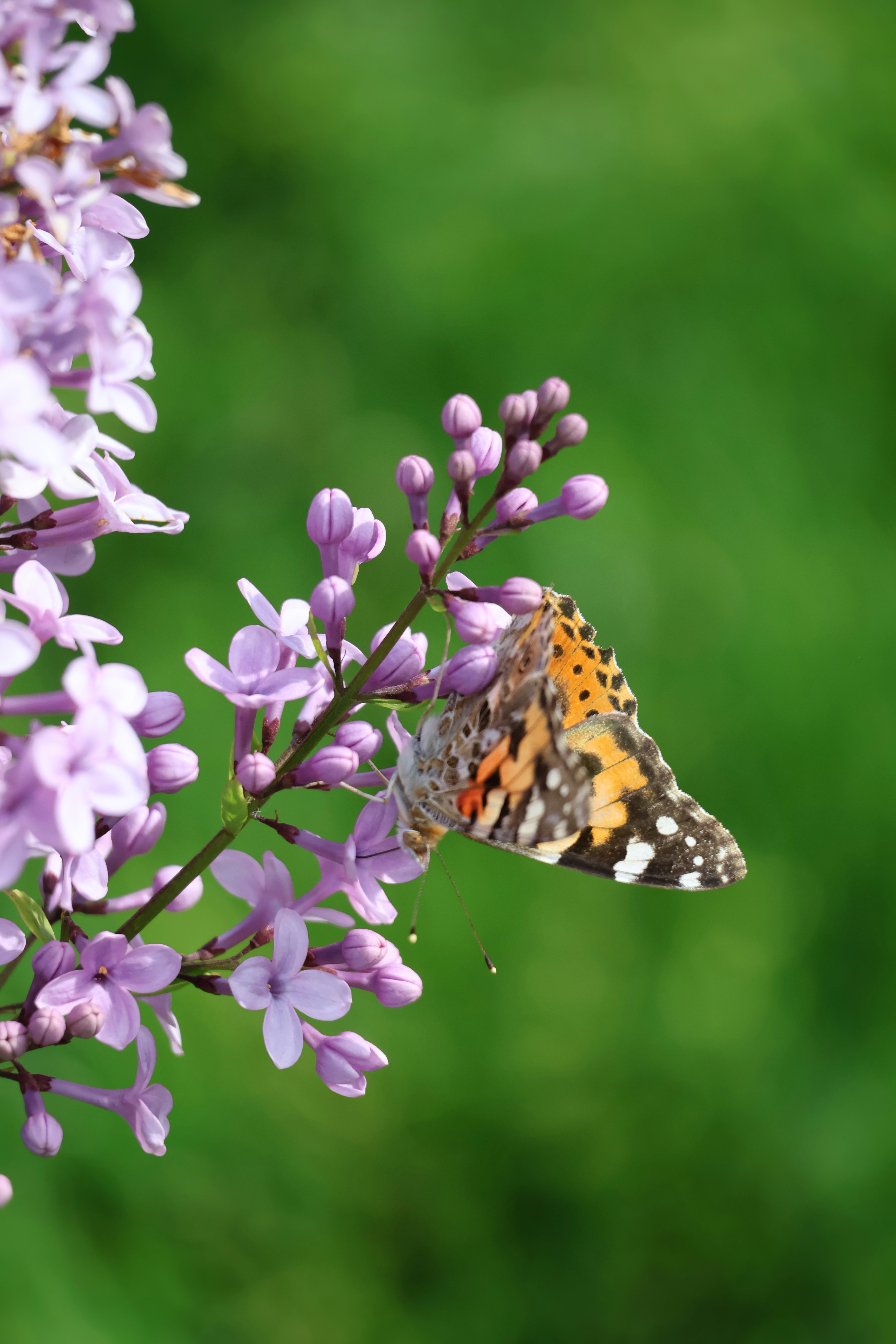 A butterfly rests on a purple lilac flower.
