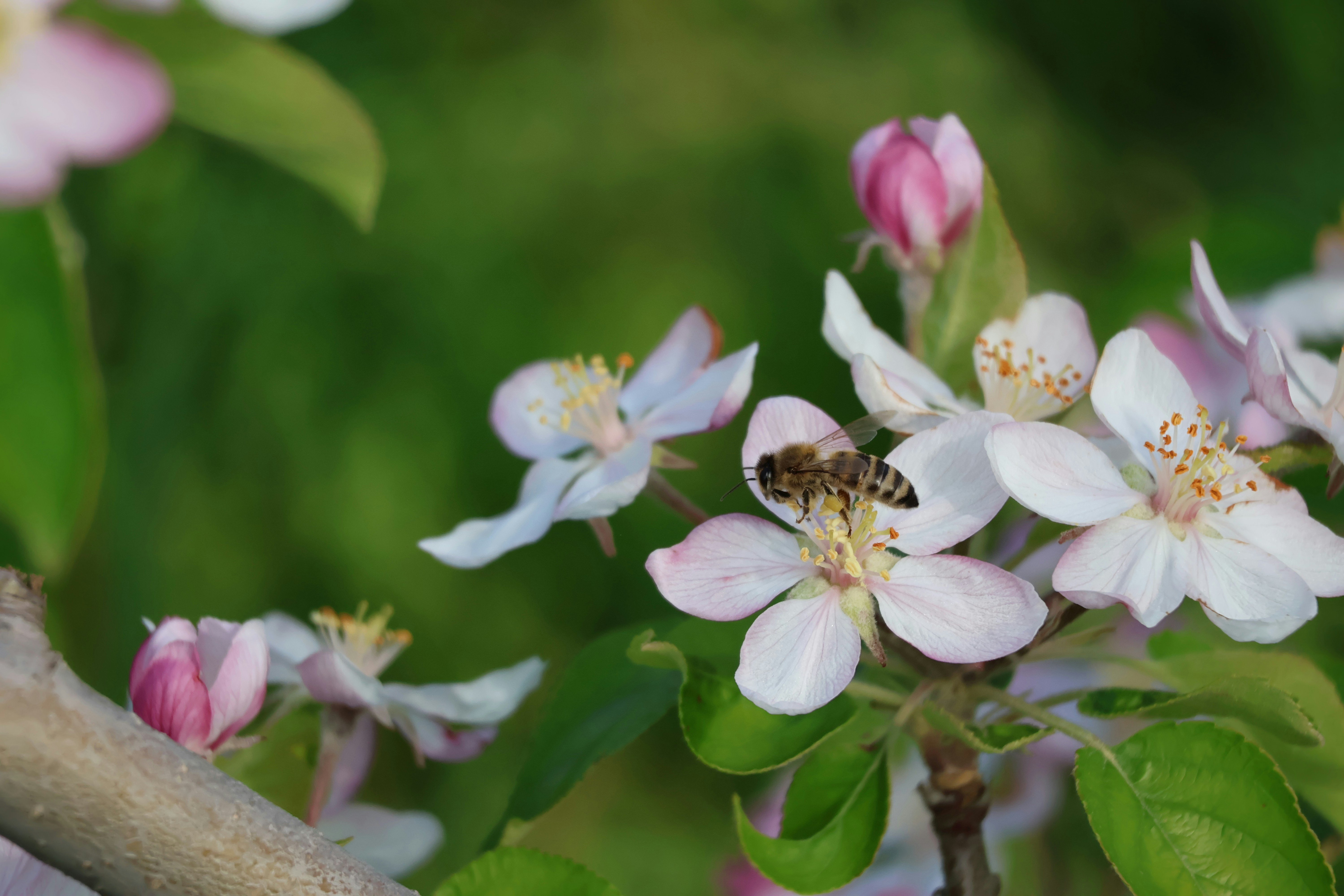 A bee collects nectar from a blooming apple blossom.