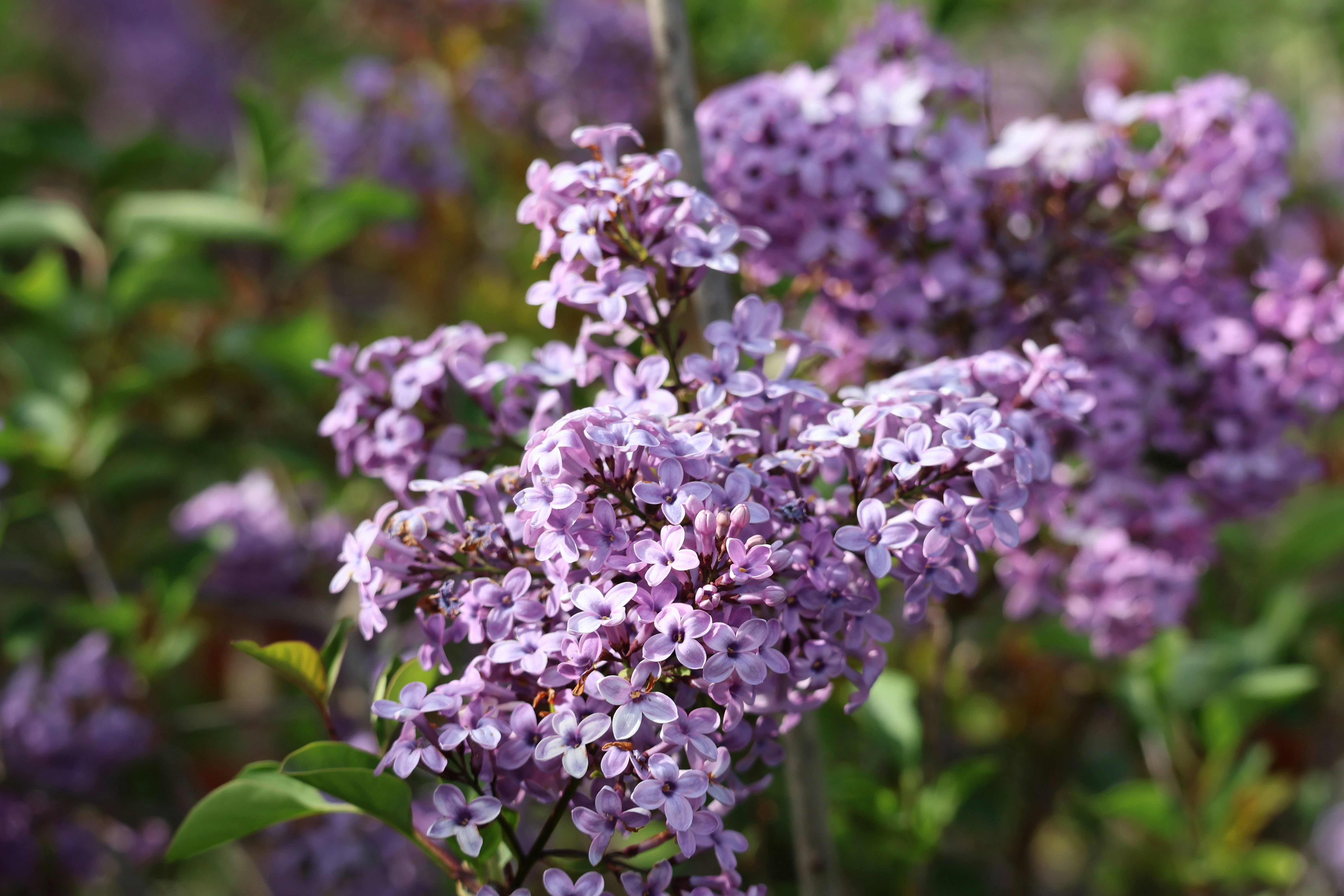 Clusters of small purple flowers on a bush