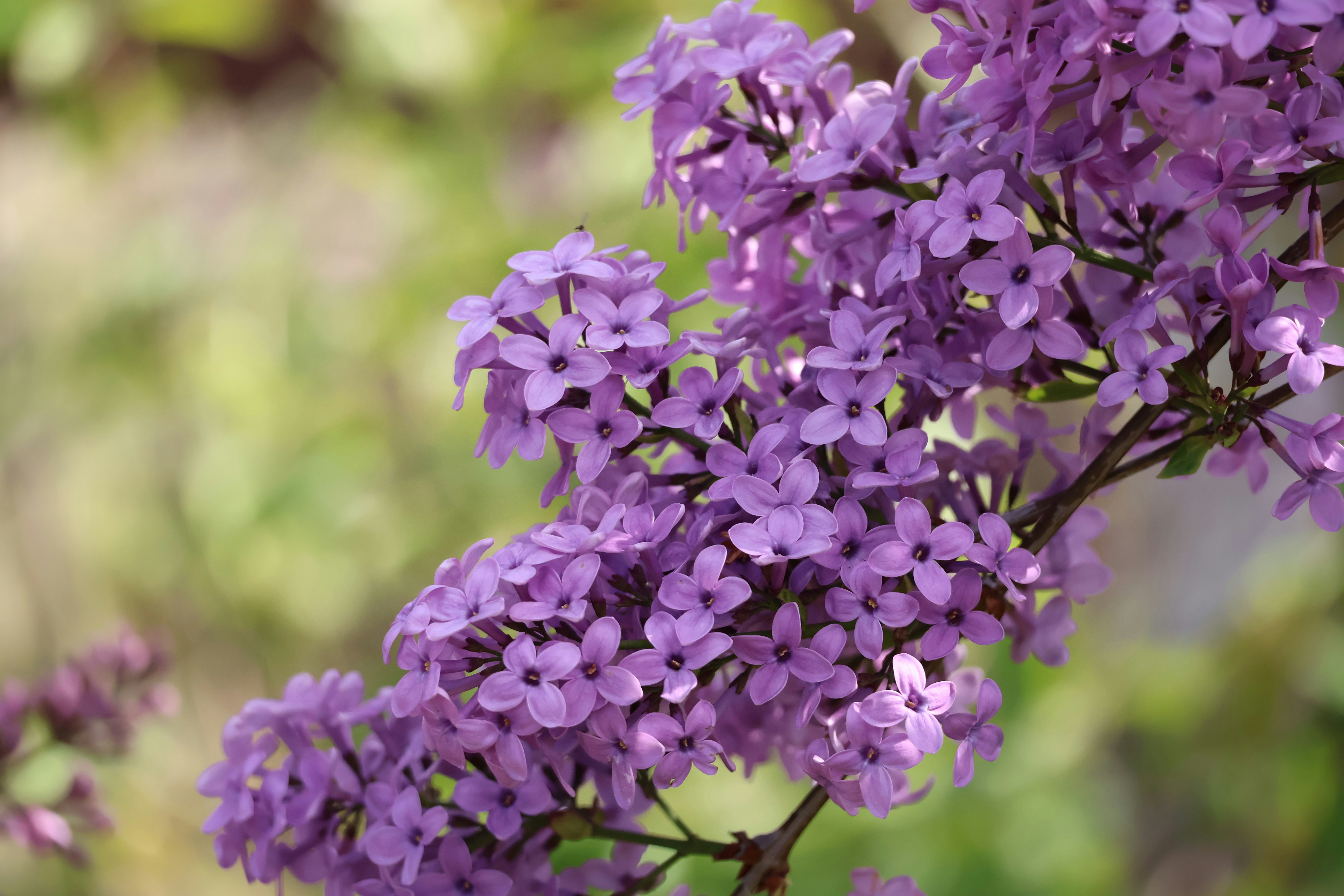Close-up of purple lilac flowers blooming in spring