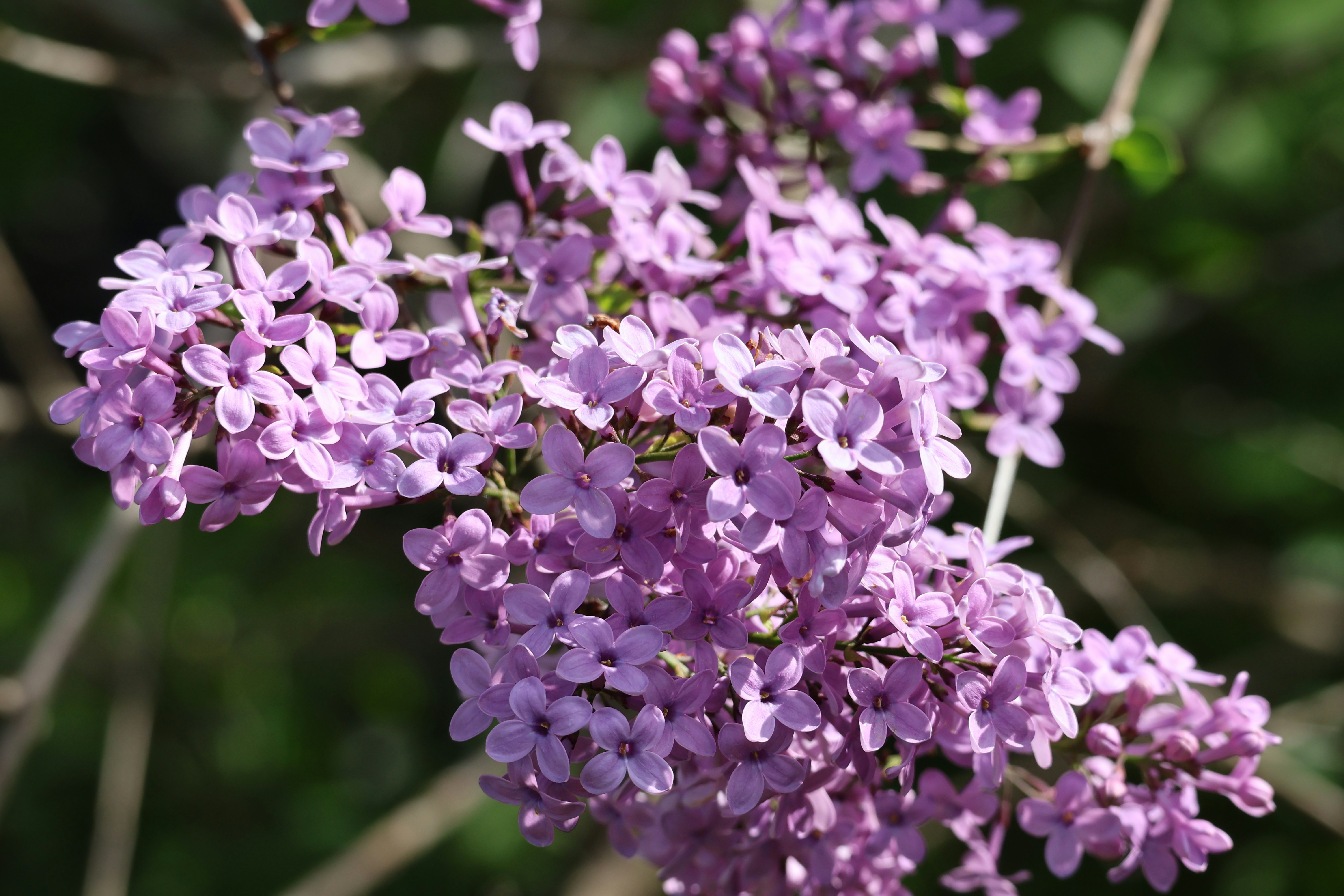 A cluster of small purple lilac flowers on a branch.