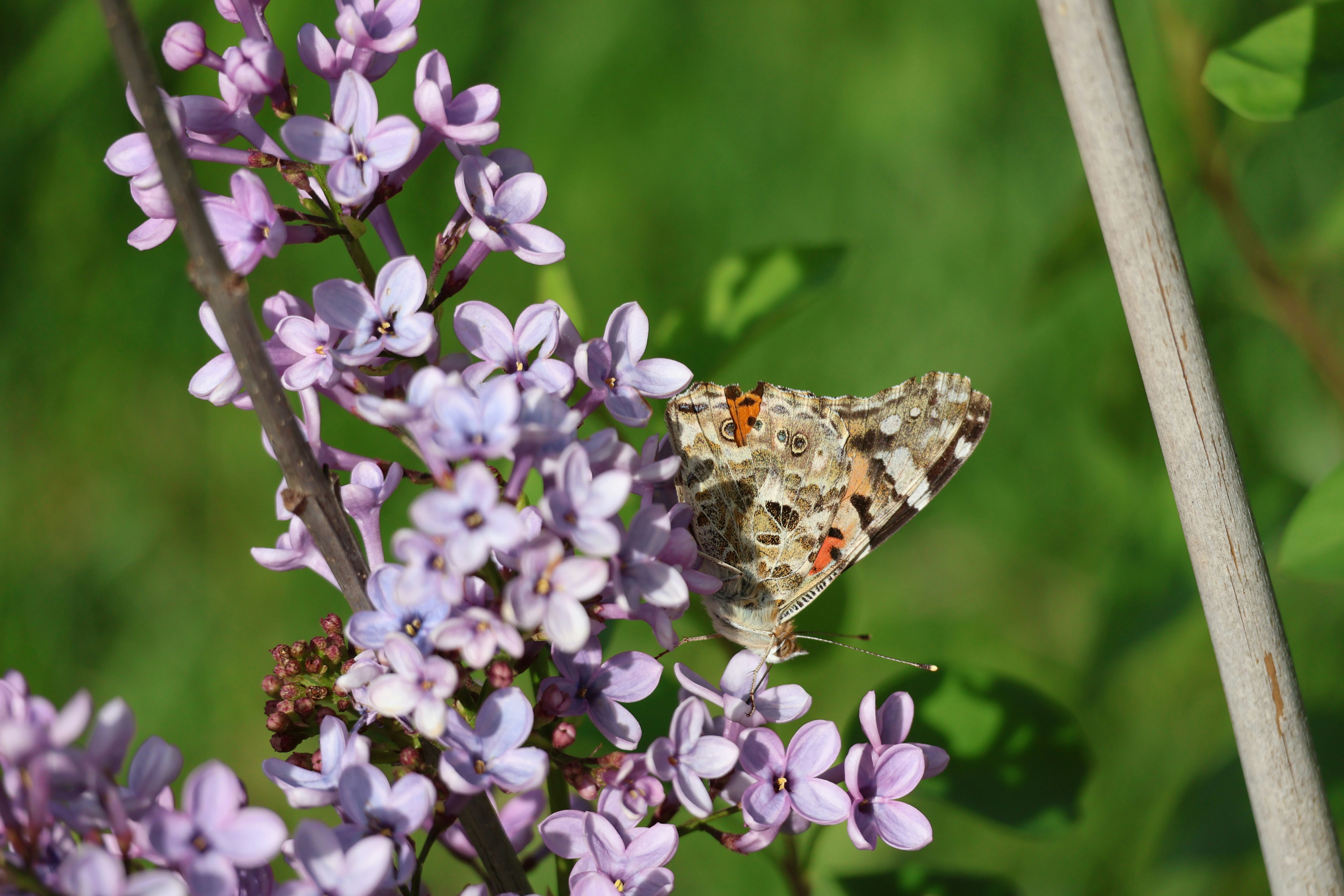 A butterfly rests on a cluster of purple flowers.