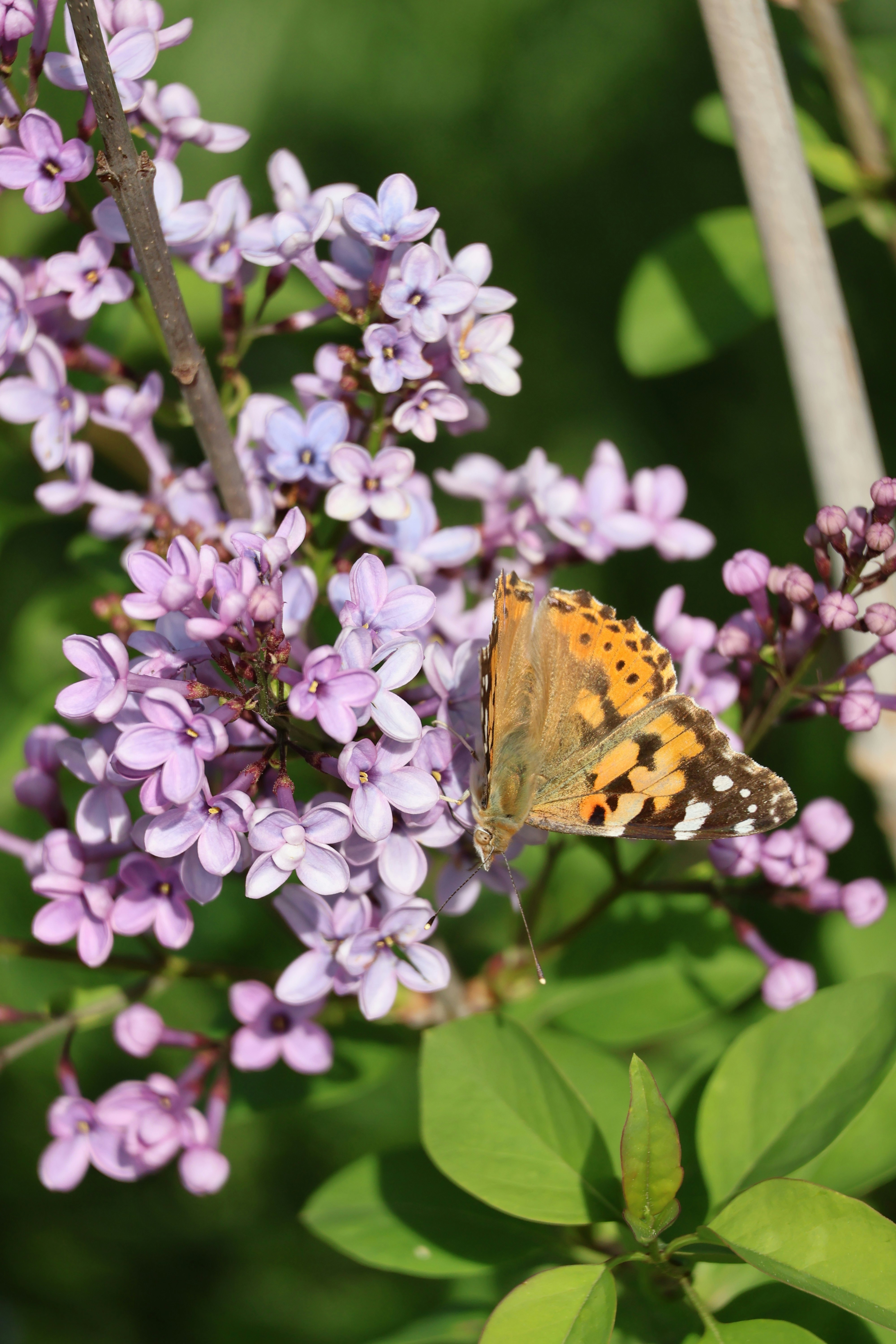 A painted lady butterfly rests on a lilac blossom.