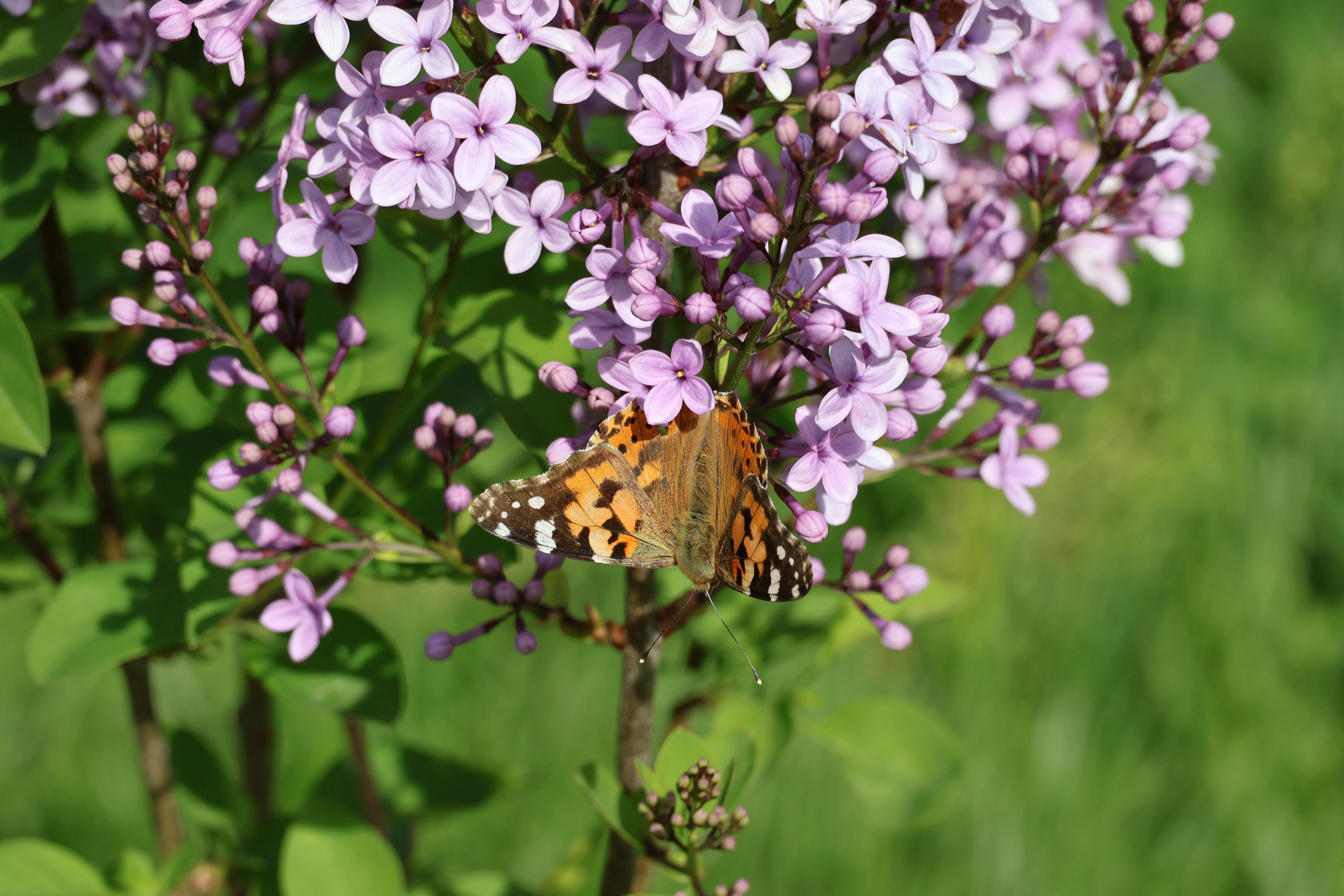 A butterfly rests on a cluster of purple flowers.