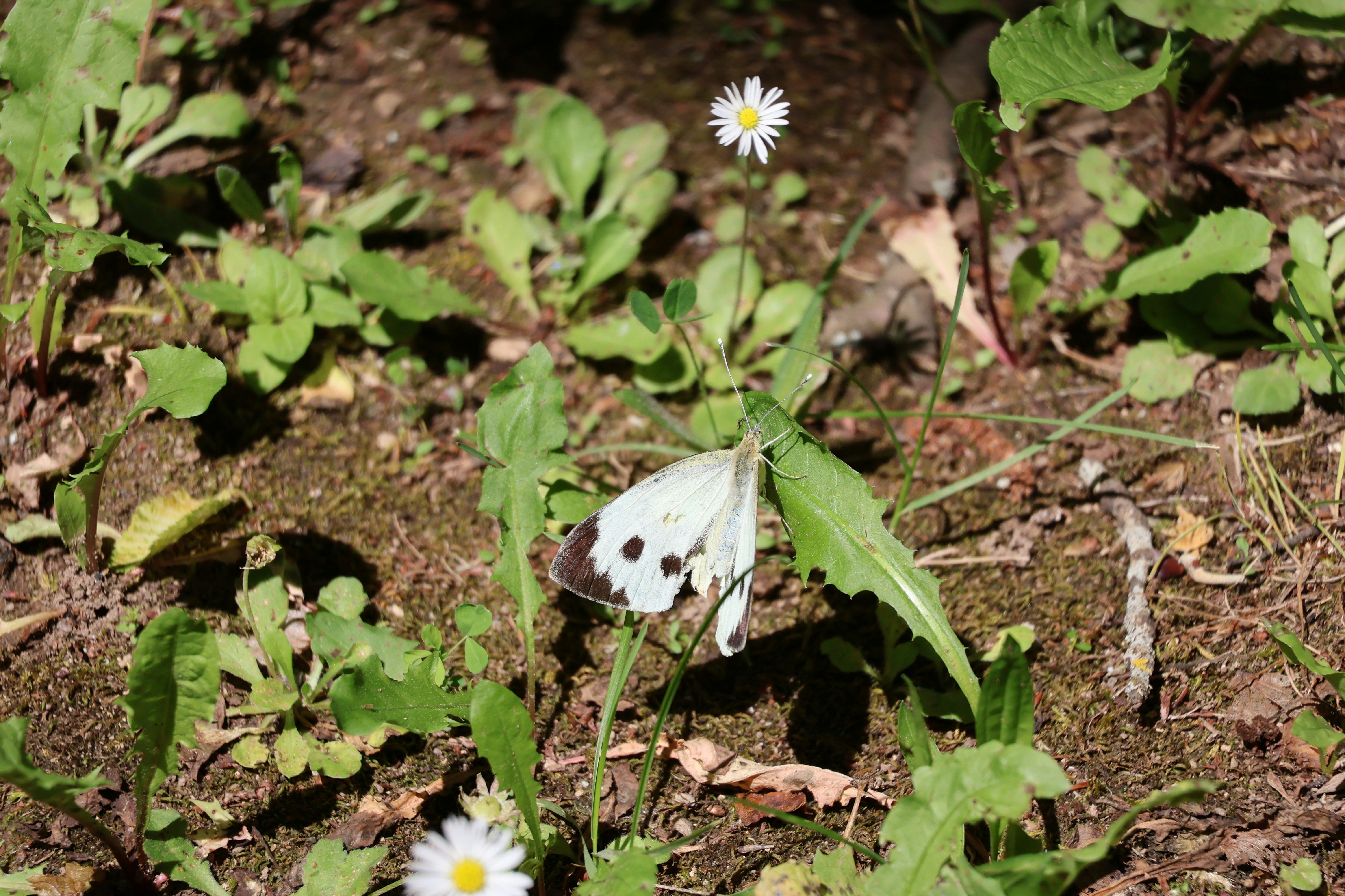 A white butterfly rests on green leaves.