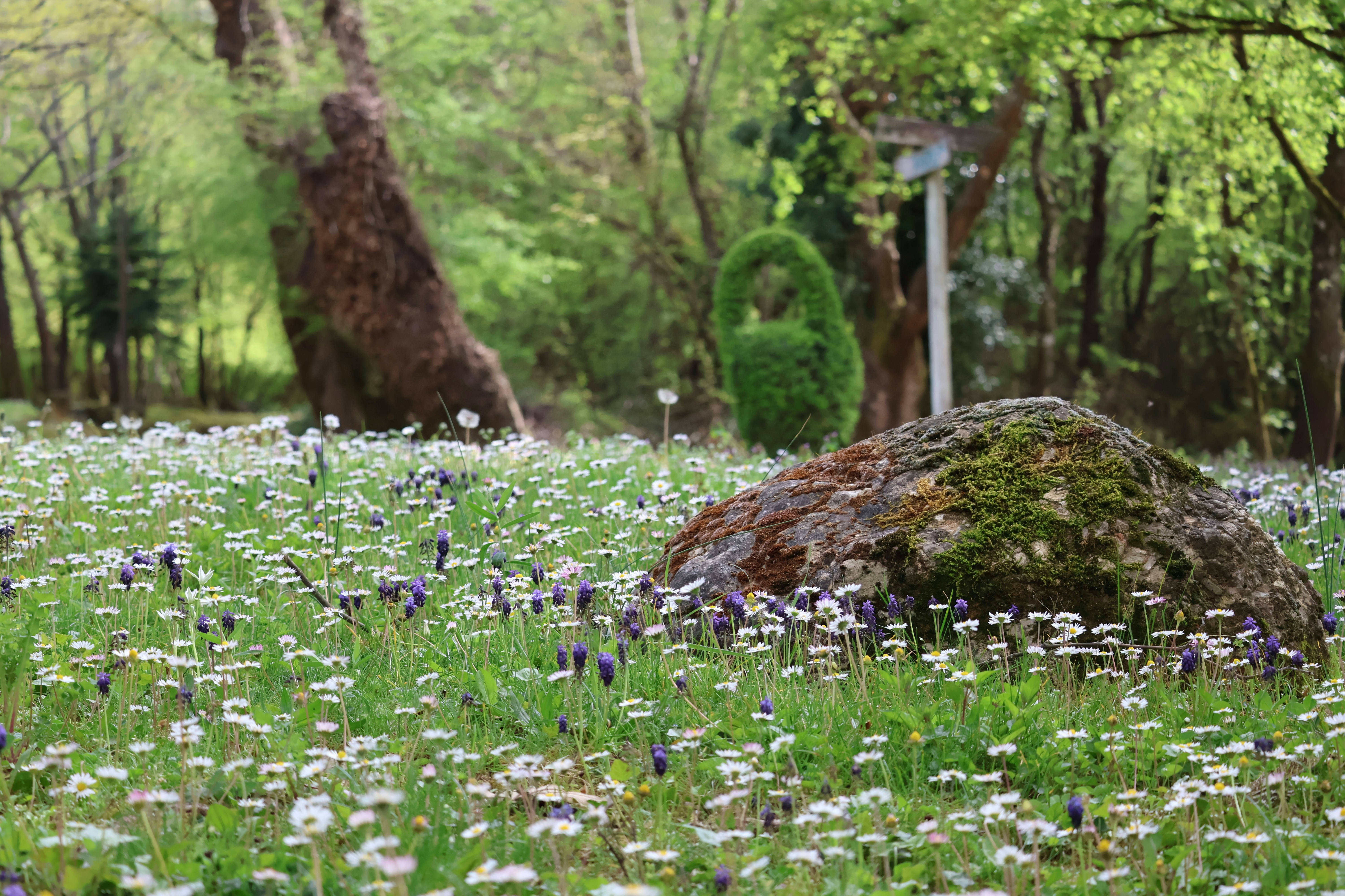 A moss-covered rock sits in a field of wildflowers.