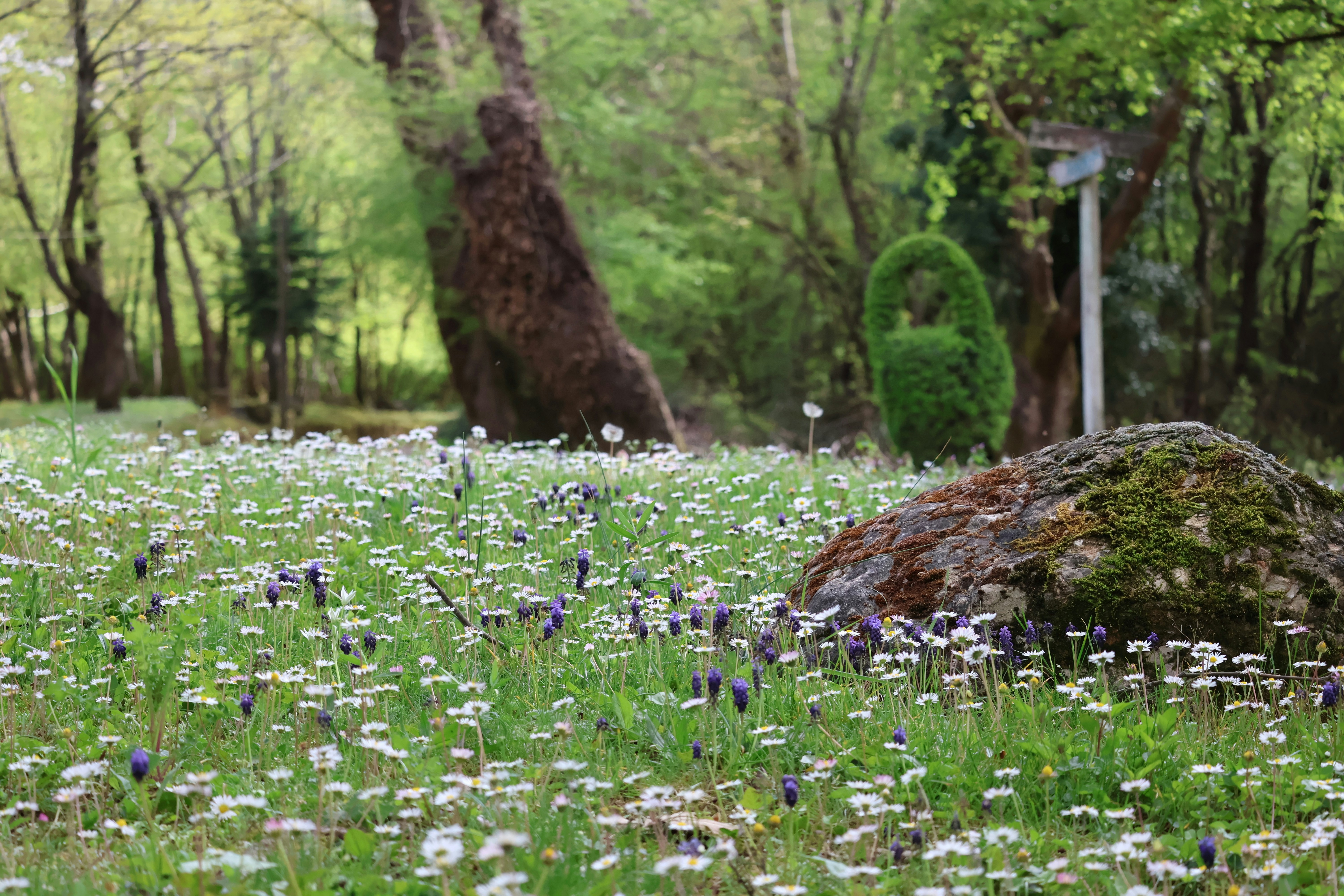 Field of white and purple flowers with large rock.