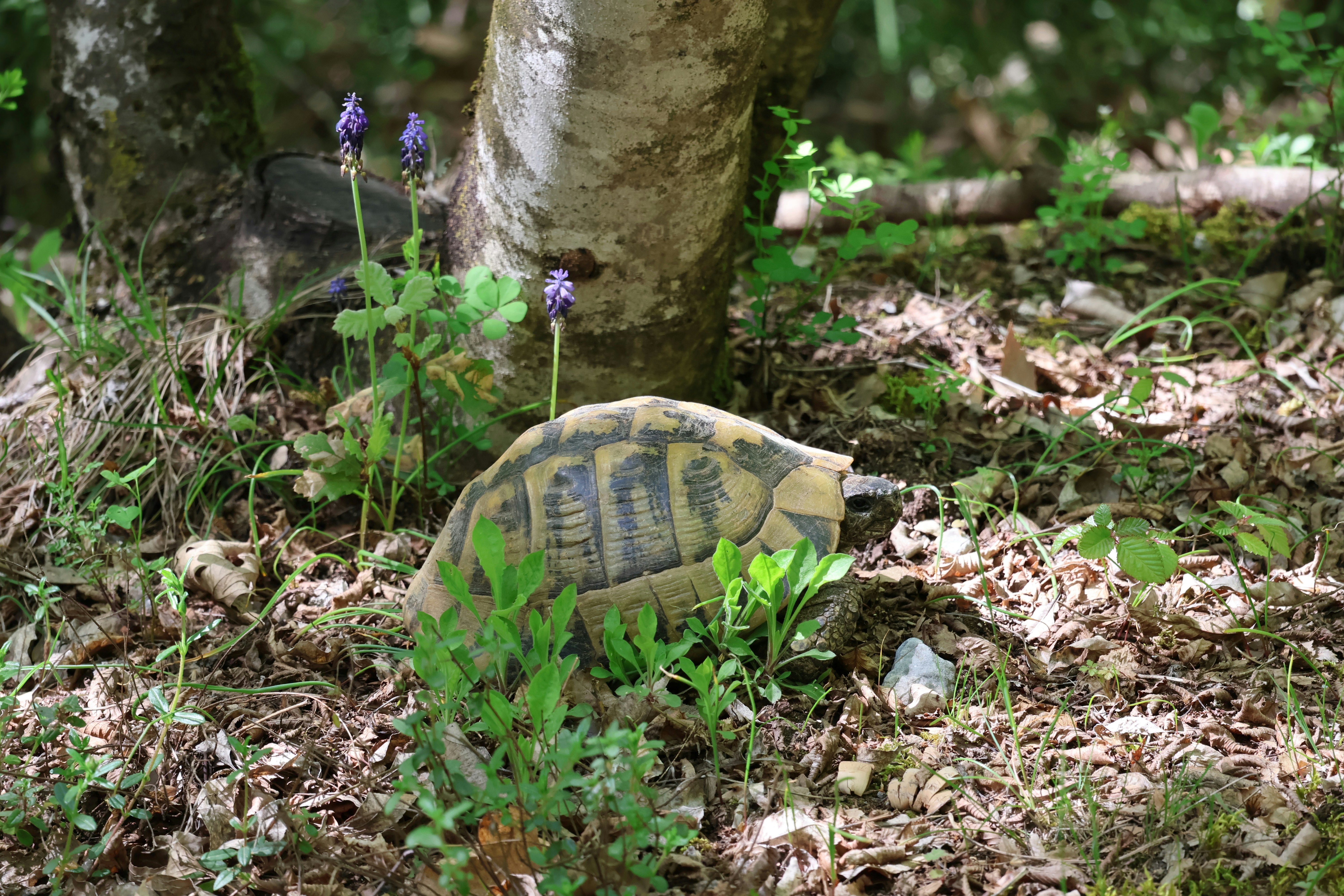 A tortoise peeks out from behind a tree.