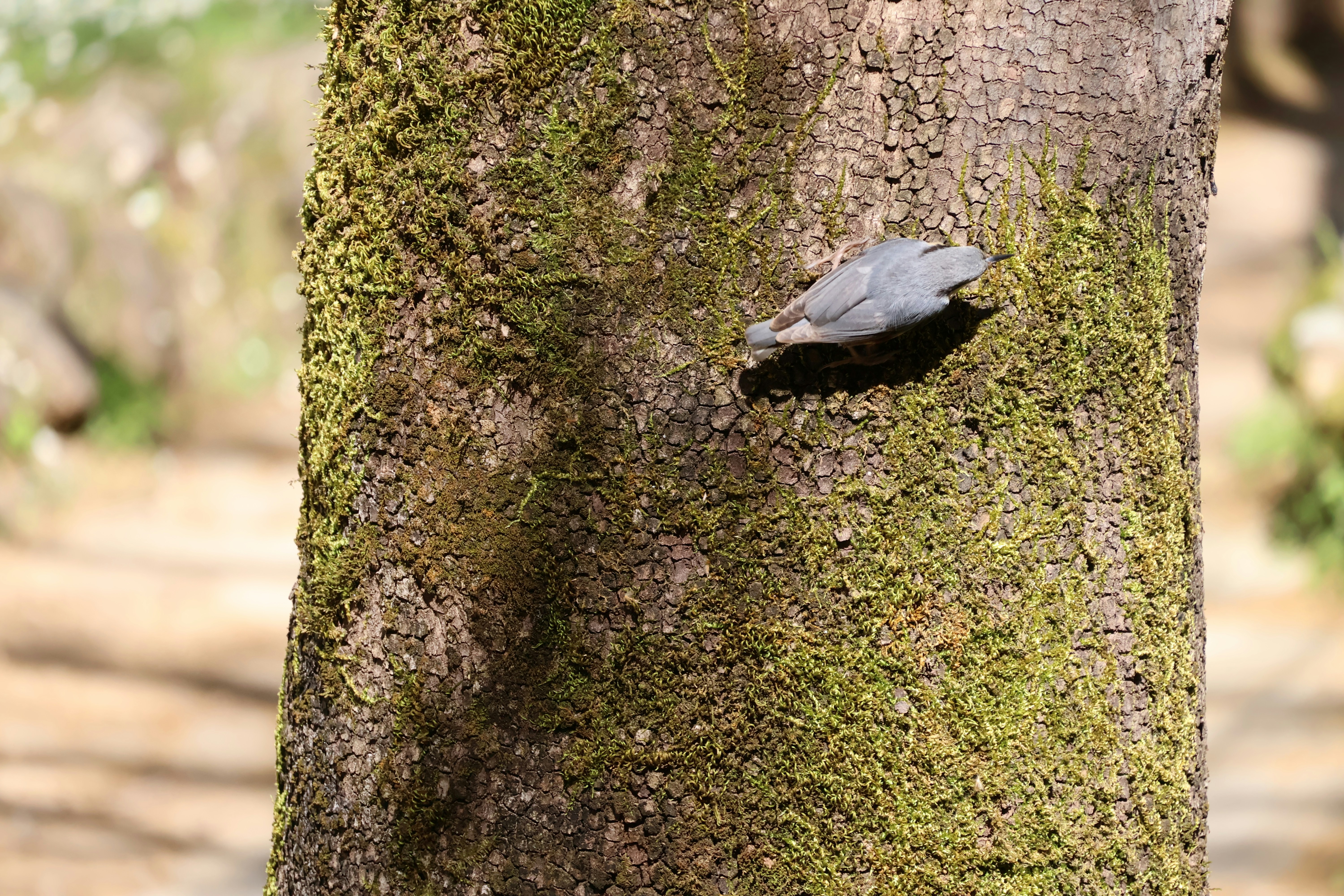 A small bird peeking out of a tree hole.
