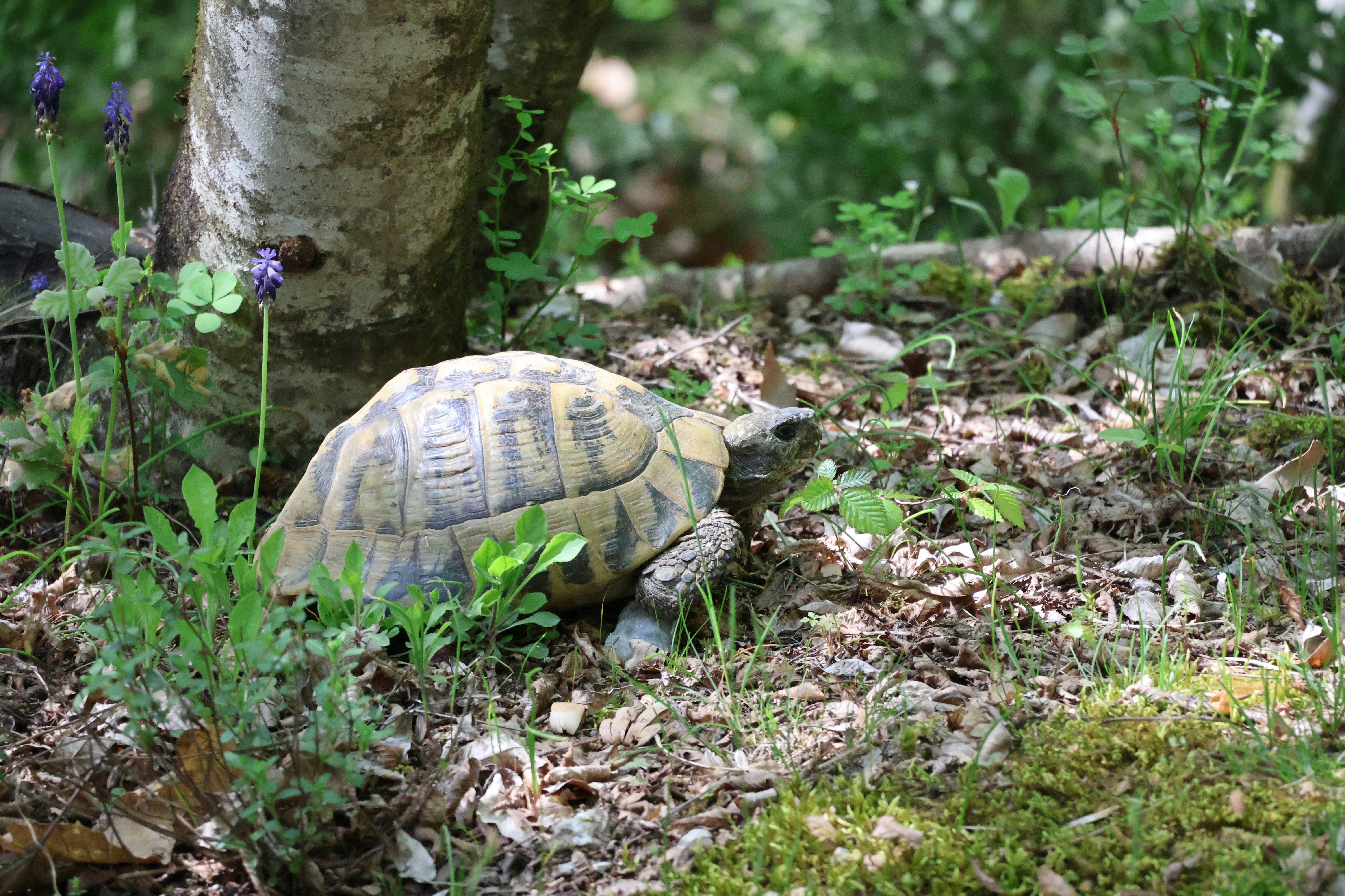 A tortoise walks through a forest floor.