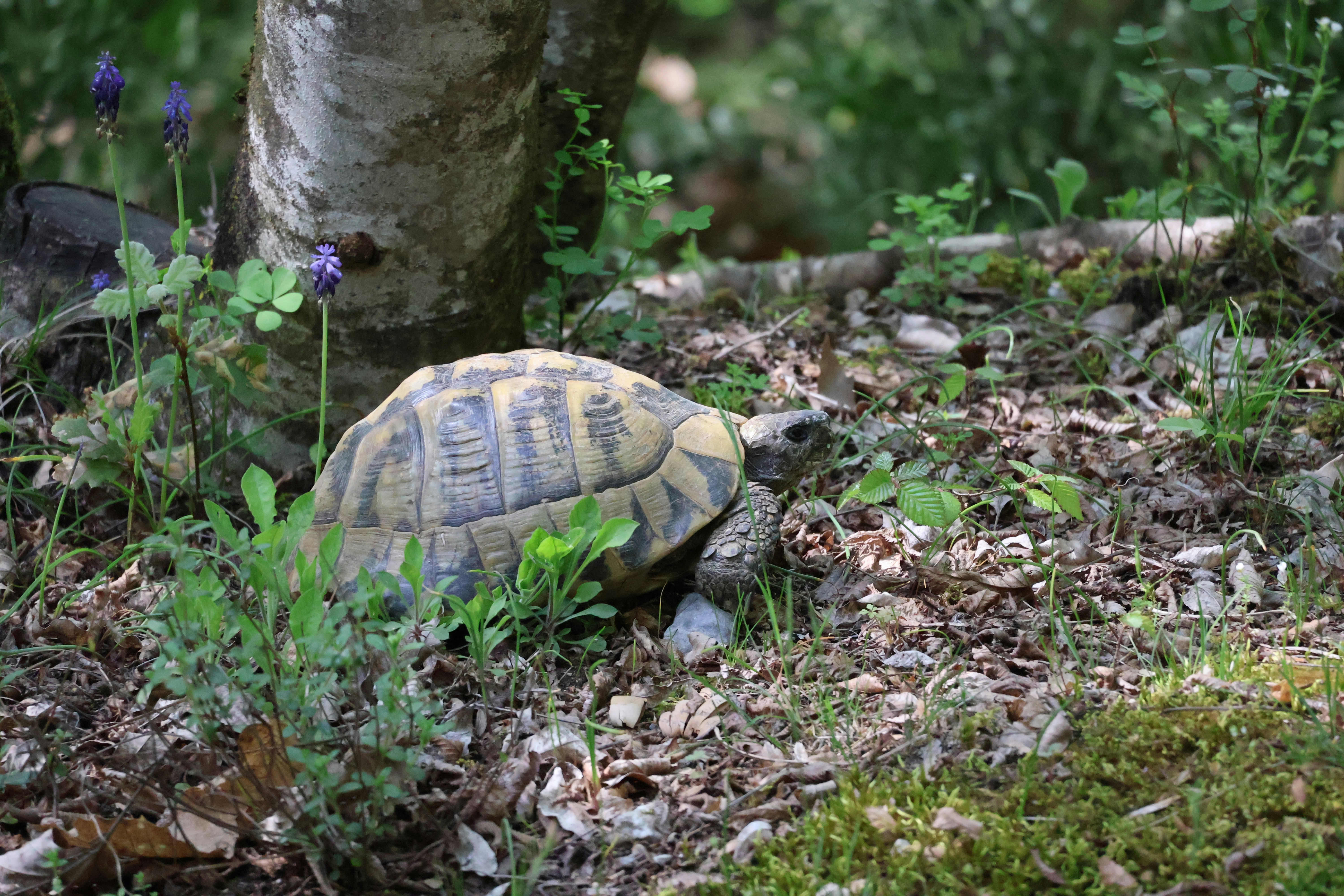 A tortoise walks through a forest floor.