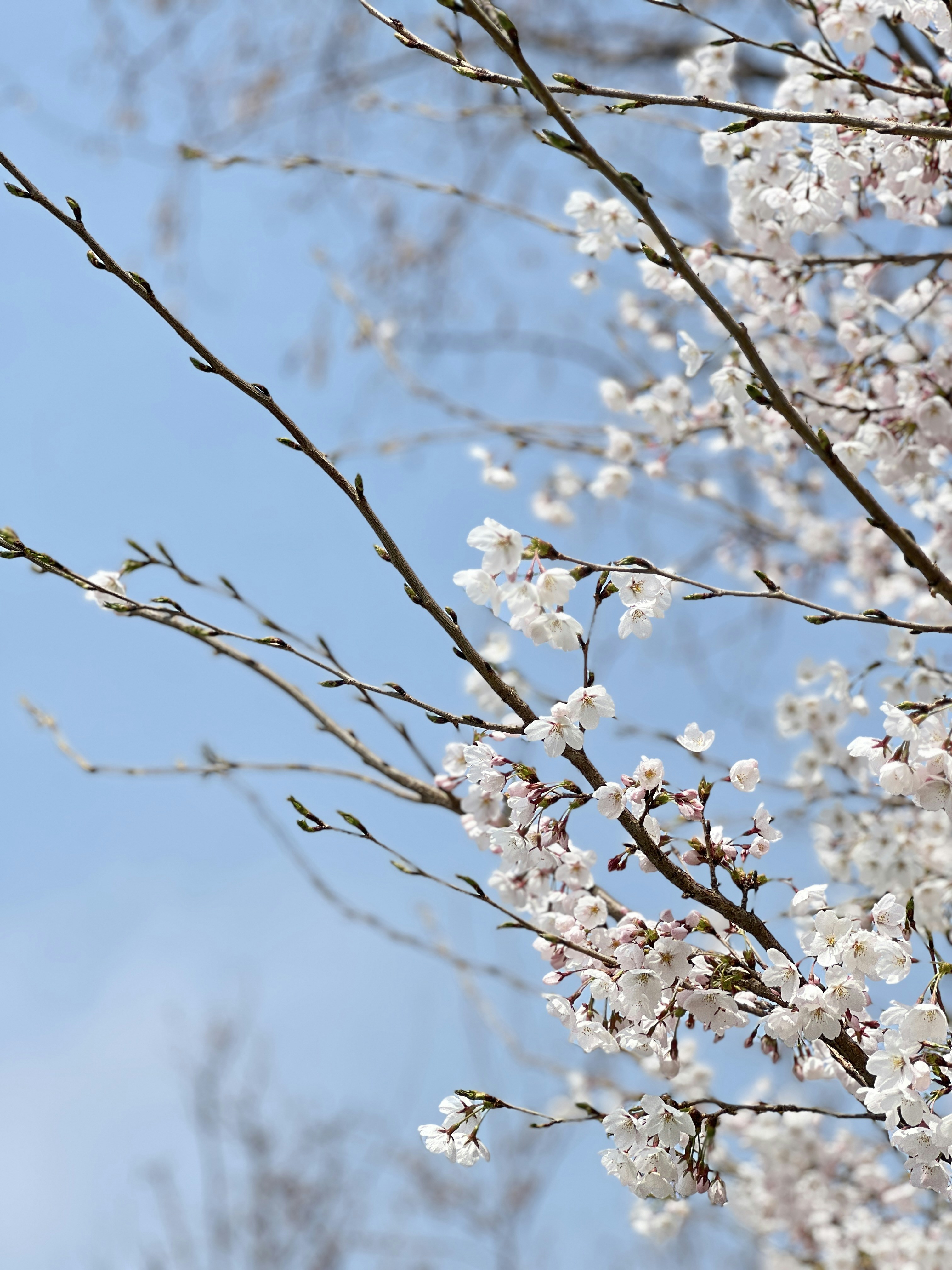 Photo by fayflora