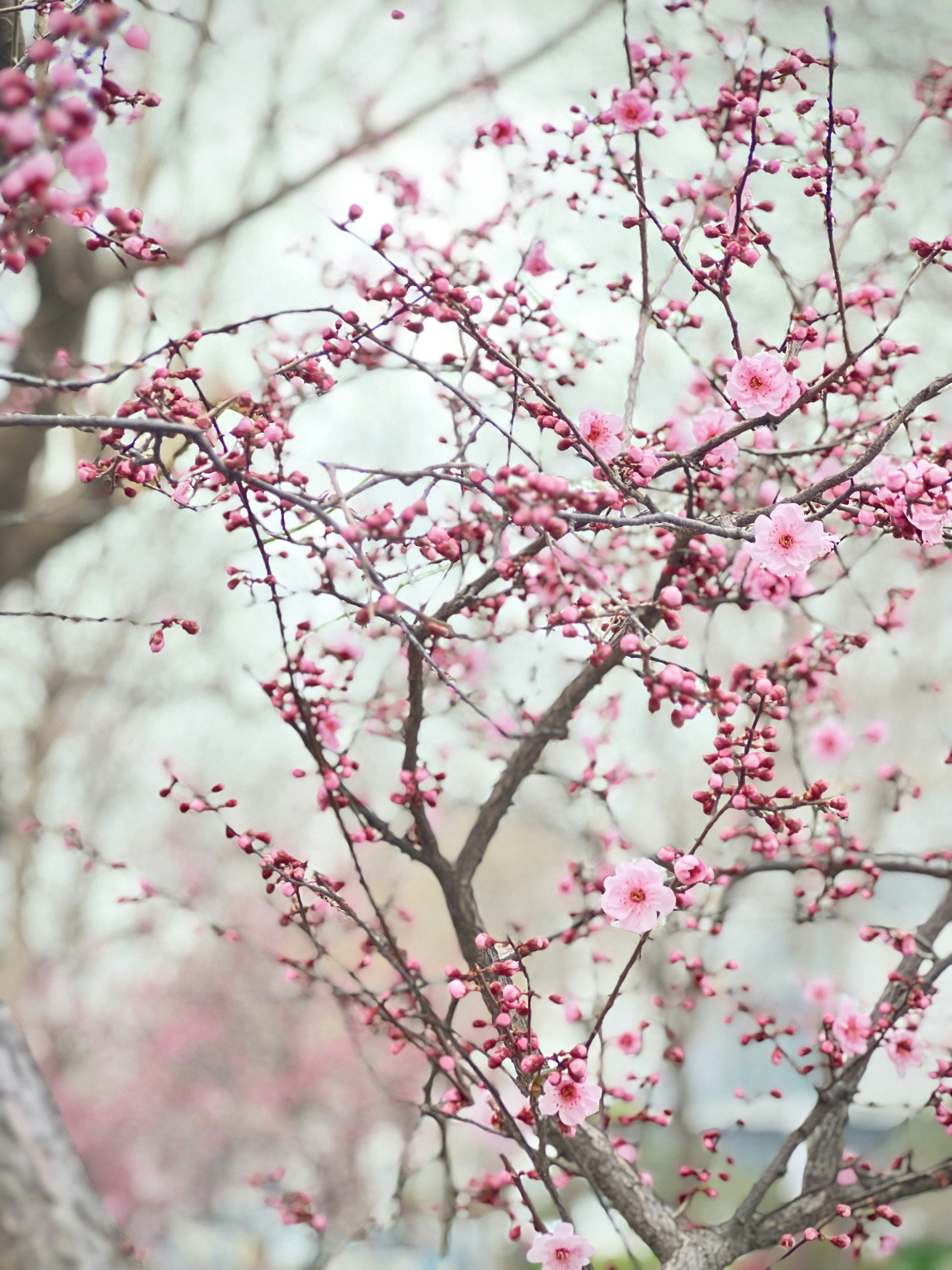 Photo by fayflora