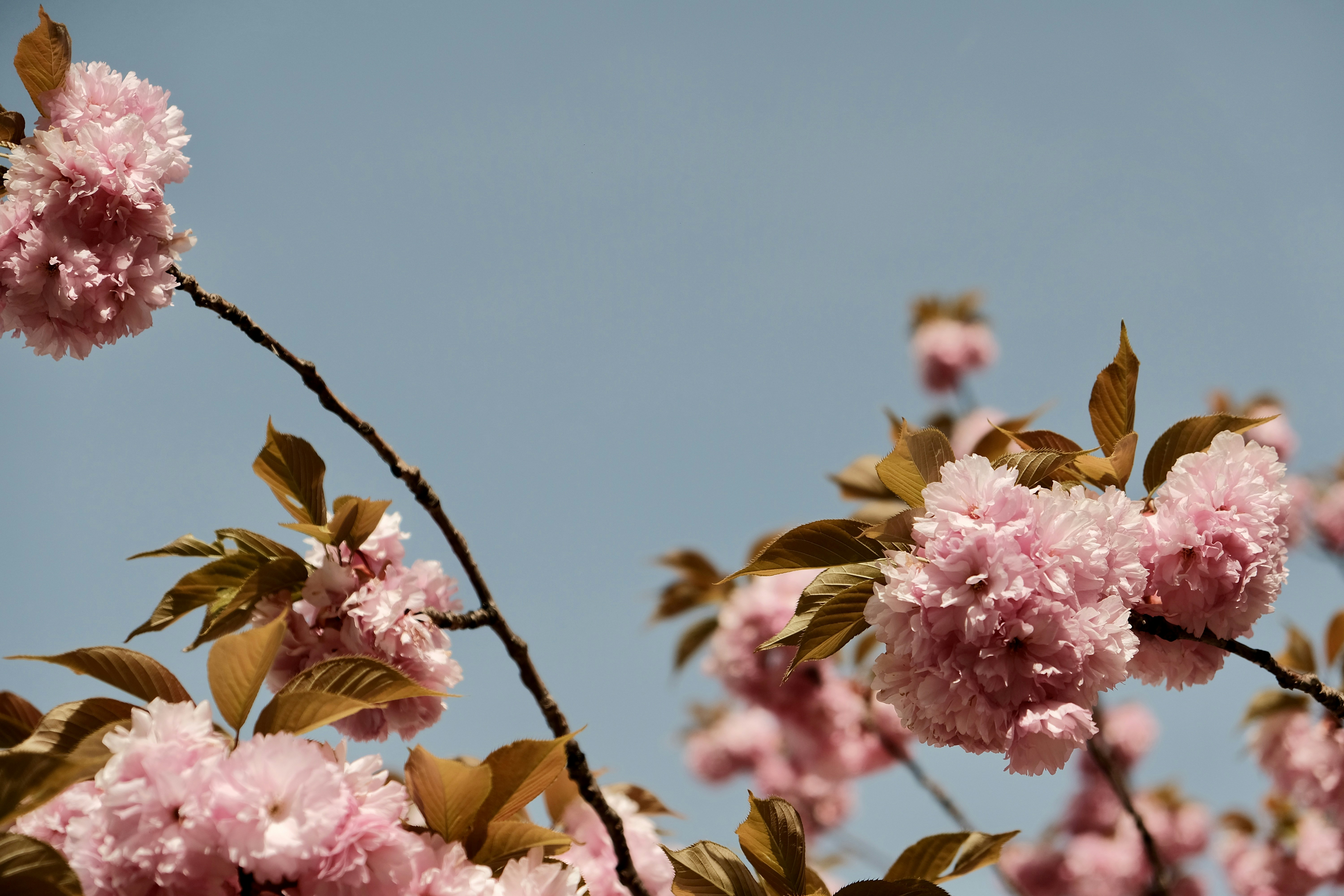 Bunga sakura merah muda menempel di langit biru jernih.